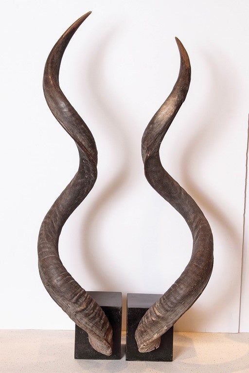 Kudu Horns Decor 
On Black Distressed Limestone Blocks 
Horn sizes: 36.5