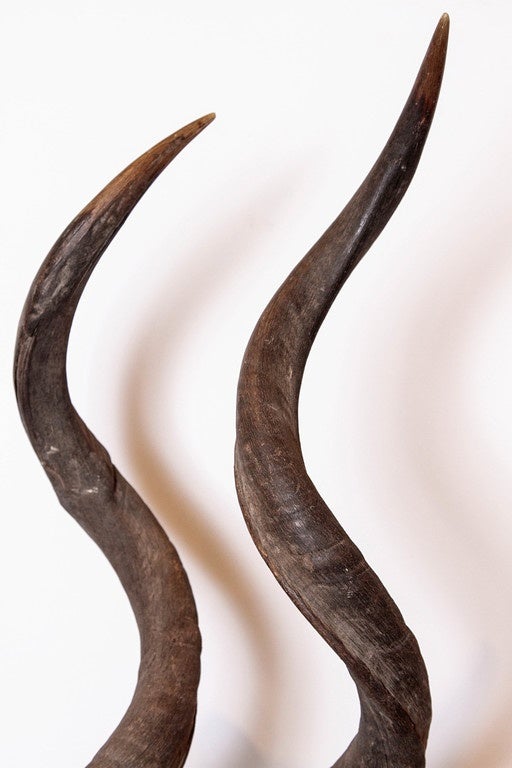 Limestone Kudu Horns Decor