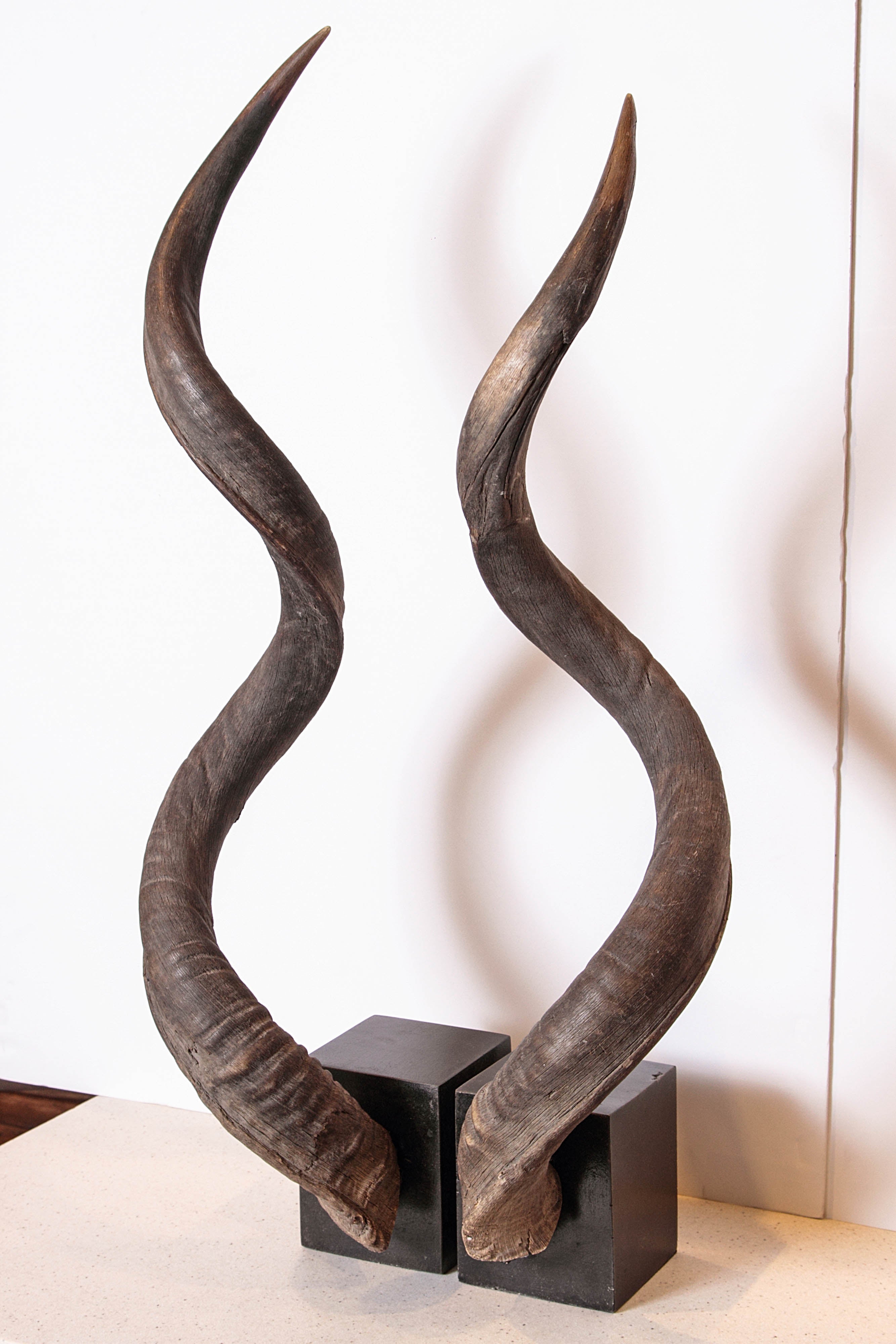 Kudu Horns Decor