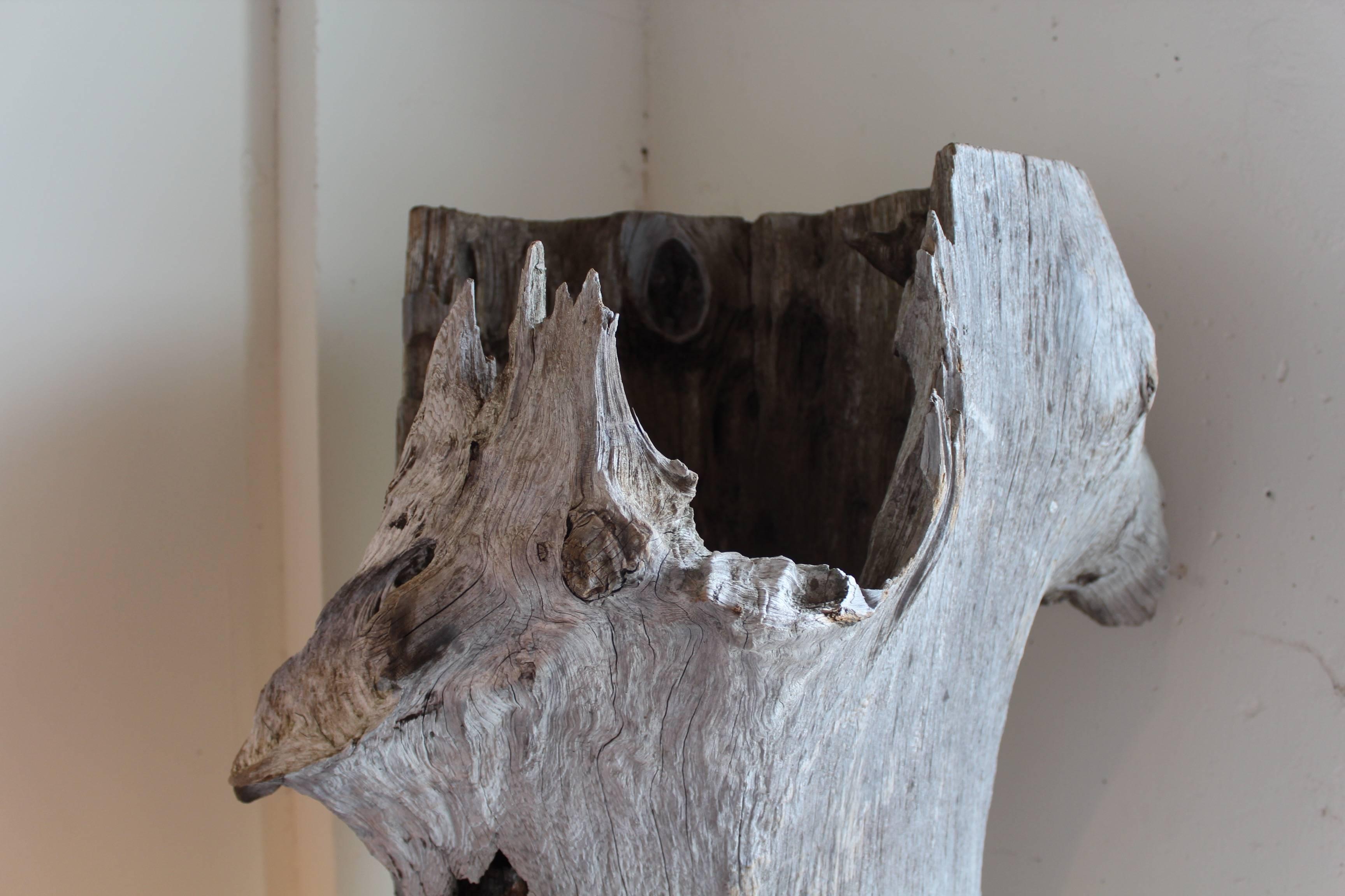 Organic Coastal Driftwood Trunk Sculpture 2