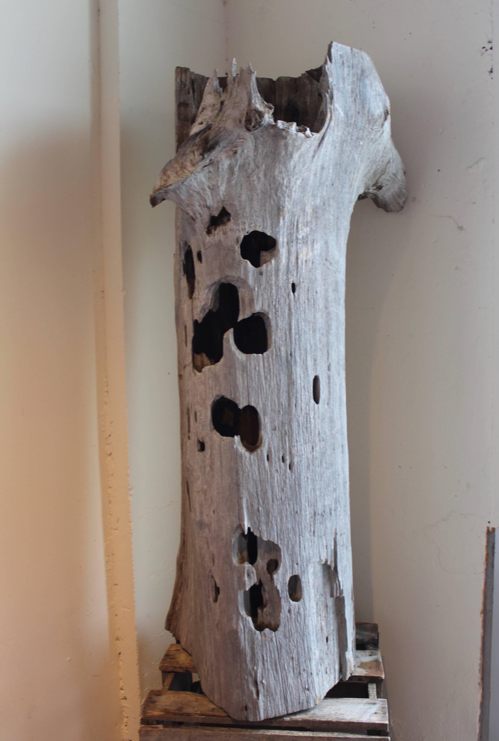 Organic coastal driftwood trunk sculpture. 
Natural bleached coastal cypress wood used as decorative sculpture.
With natural open holes through out the front of driftwood.
Hollow inside with oval textures where water has flown through, 
can be