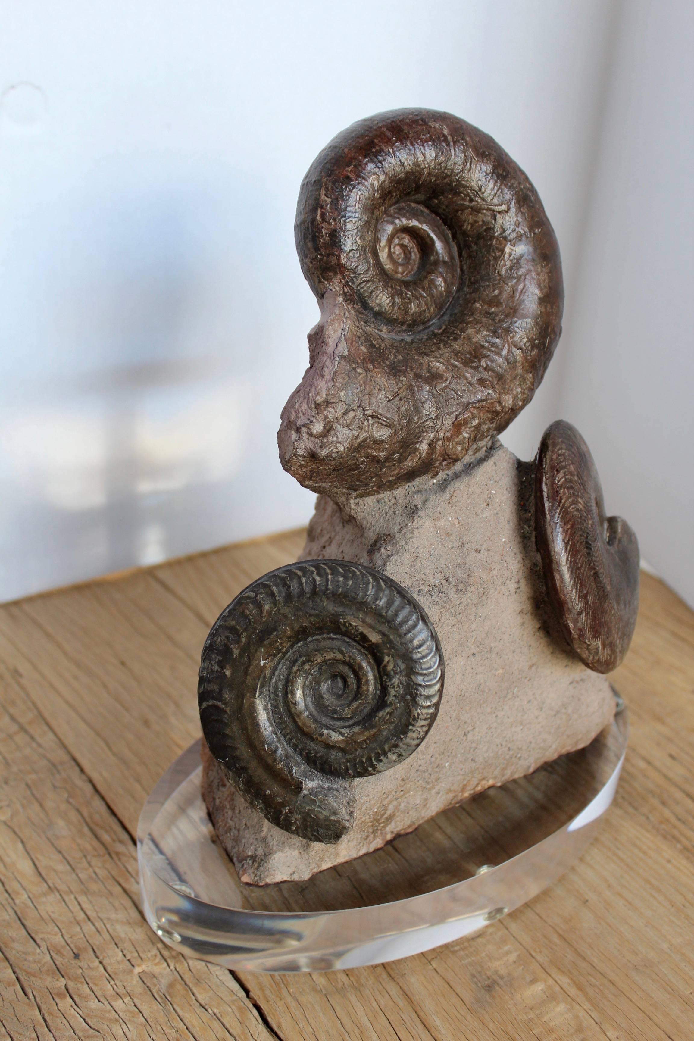 Prehistoric fossil ammonite decorative accessory.
Chiseled out of their natural limestone rock to show the depth of this prehistoric fossil as a decorative item piece on oval acrylic base. 

Ammonites ruled the oceans for 370 million years before
