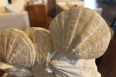 Fossil Pecten on Black Acrylic Mount