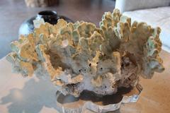 Fire Coral on Custom Acrylic Mount