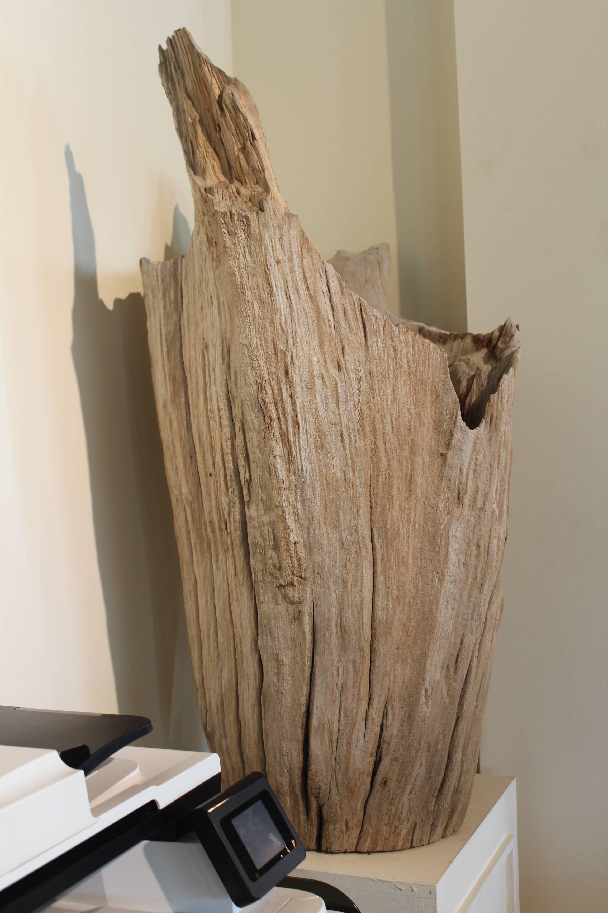 Central Asian Organic Driftwood as Sculpture