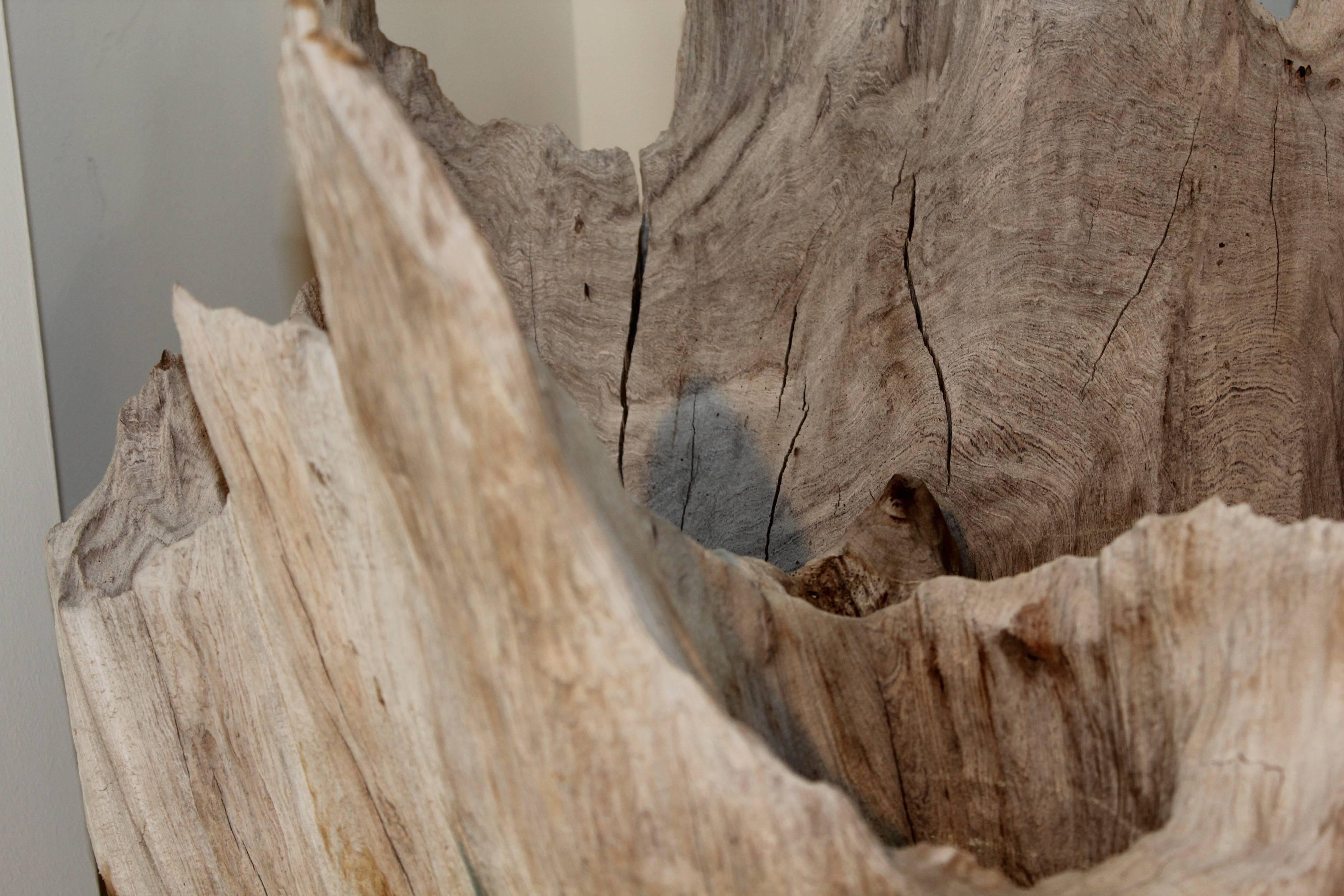 Organic Modern Organic Driftwood as Sculpture