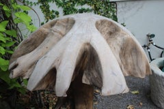 Organic Teak Sculptural Expression as Mushroom