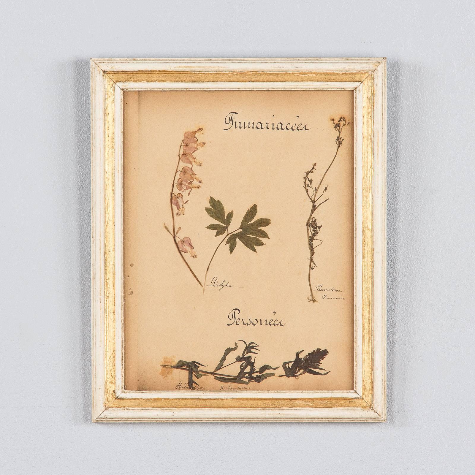 Set of Six French Frames with Pressed Botanicals, circa 1930s 2