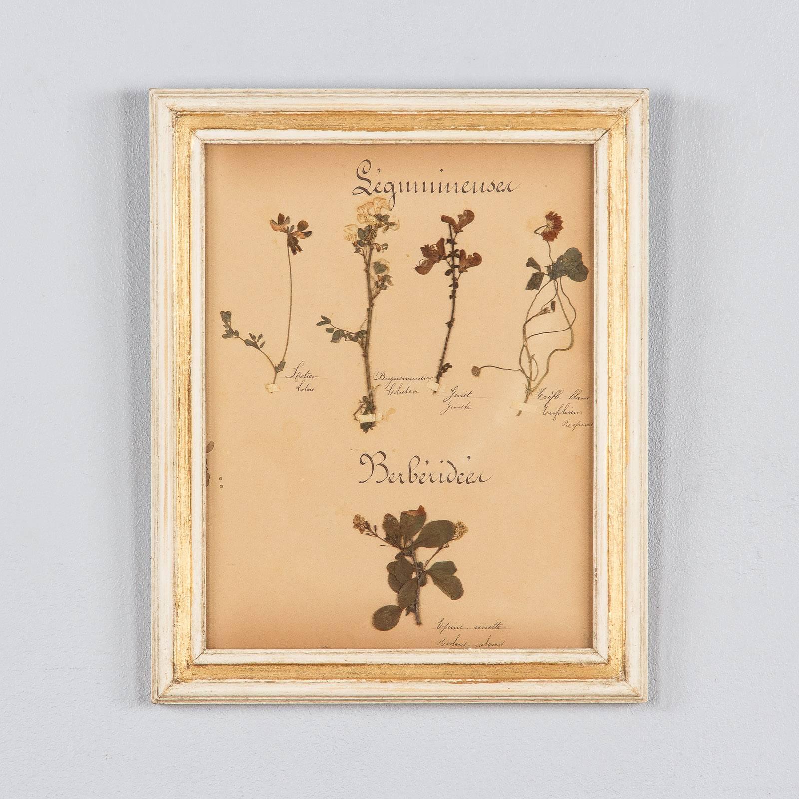 Set of Six French Frames with Pressed Botanicals, circa 1930s 3