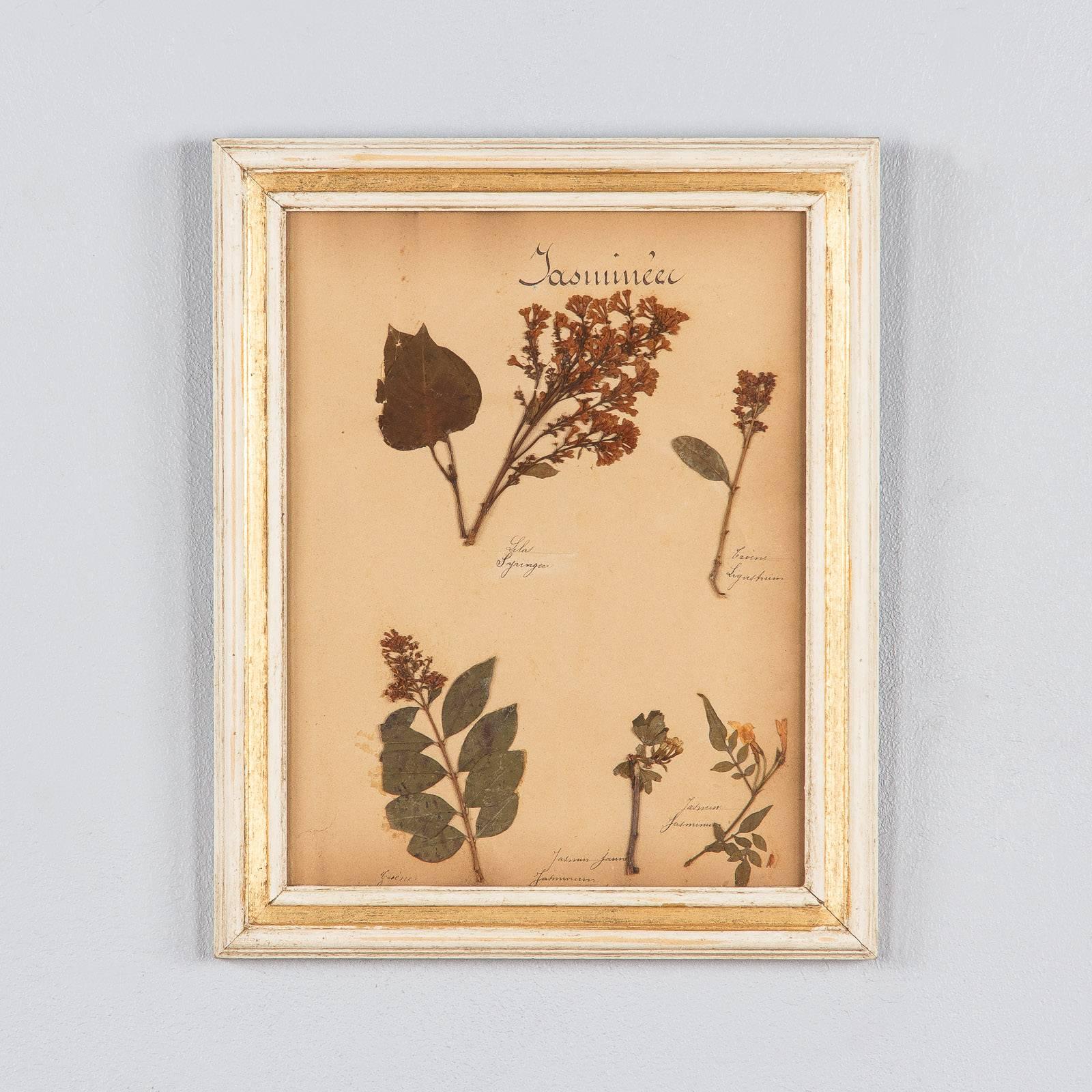 Set of Six French Frames with Pressed Botanicals, circa 1930s 4