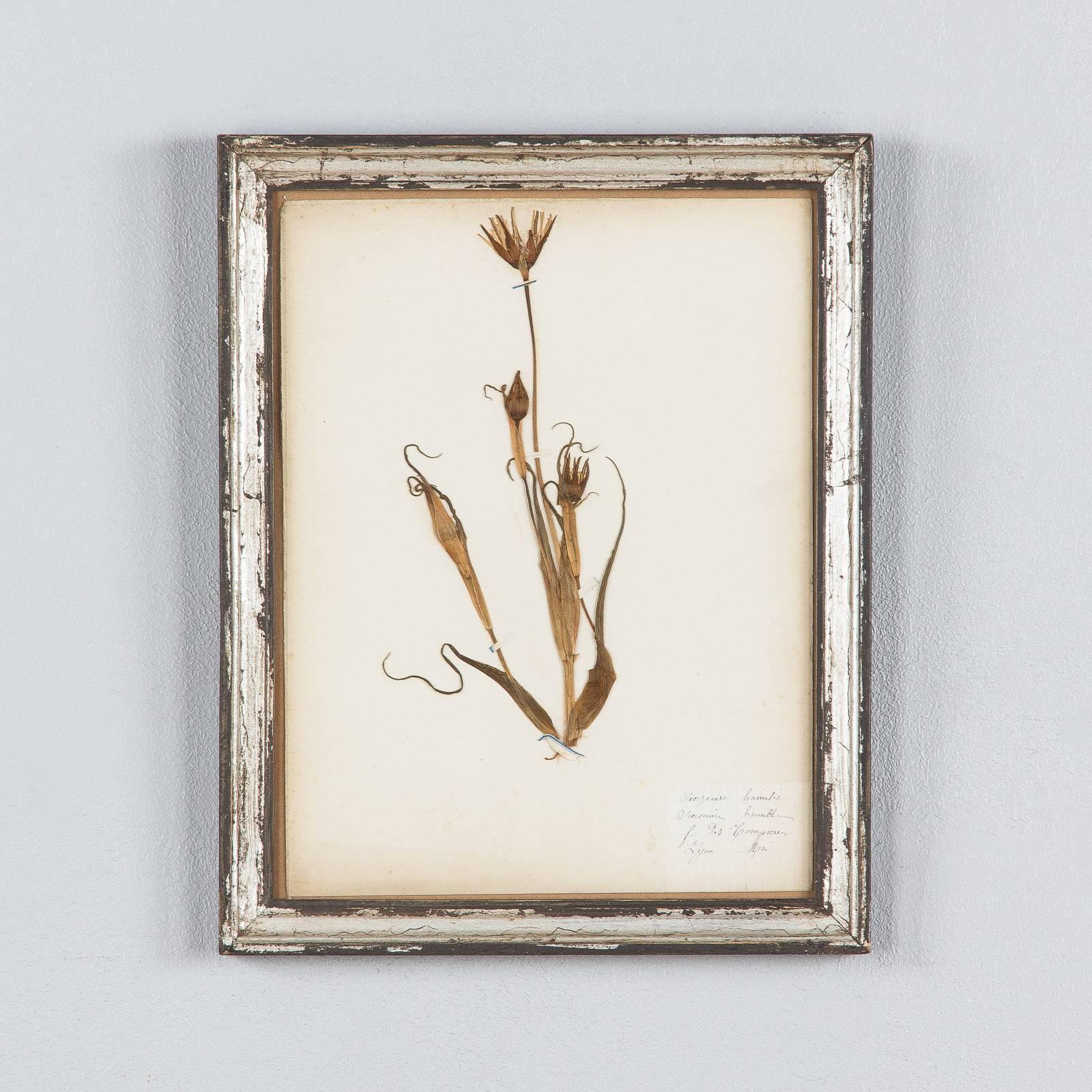 Set of Four French Frames with Pressed Botanicals, Early 1900s 3