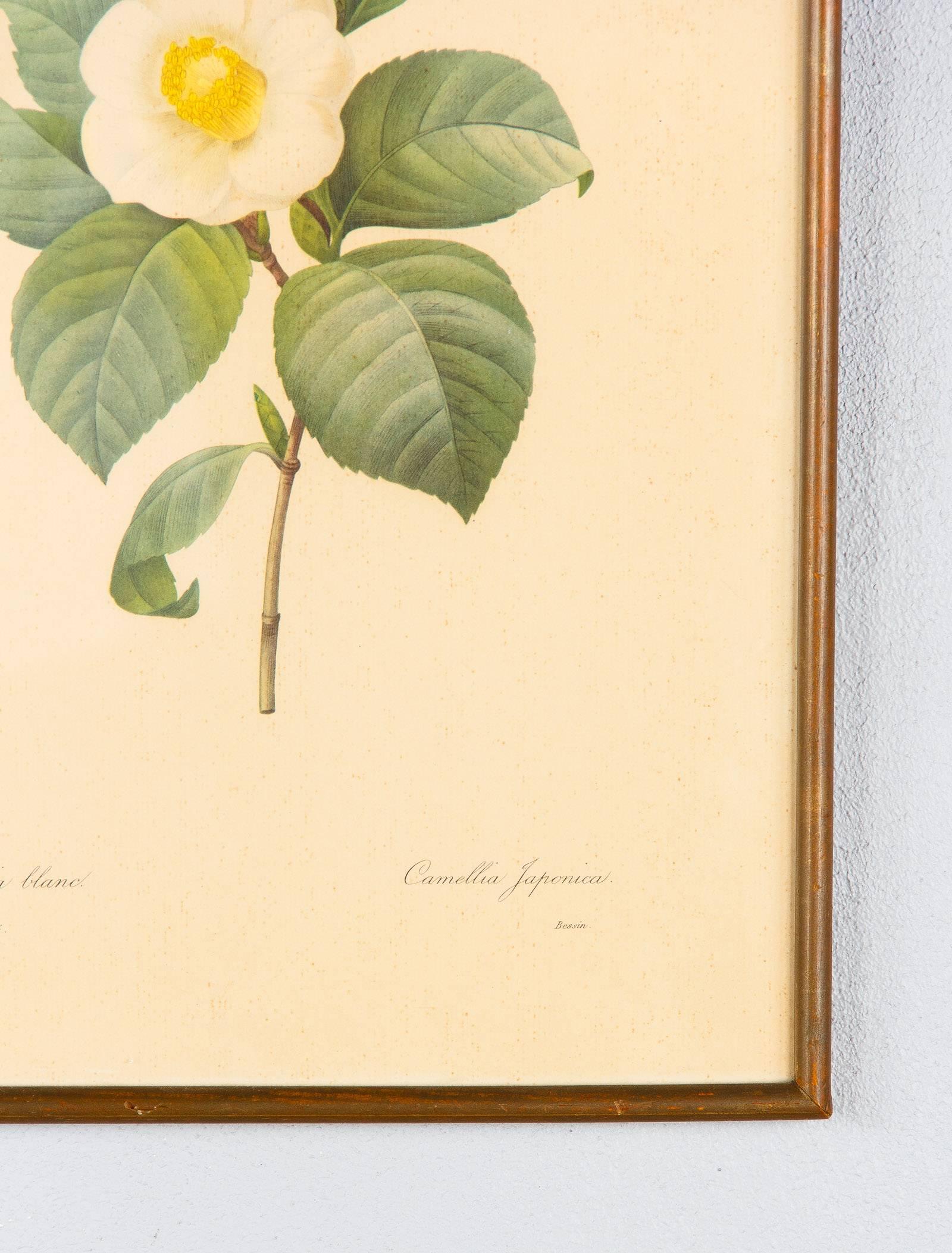 Wood Pair of Frames with Botanical Prints from the Paintings of Redoute, Early 1900s