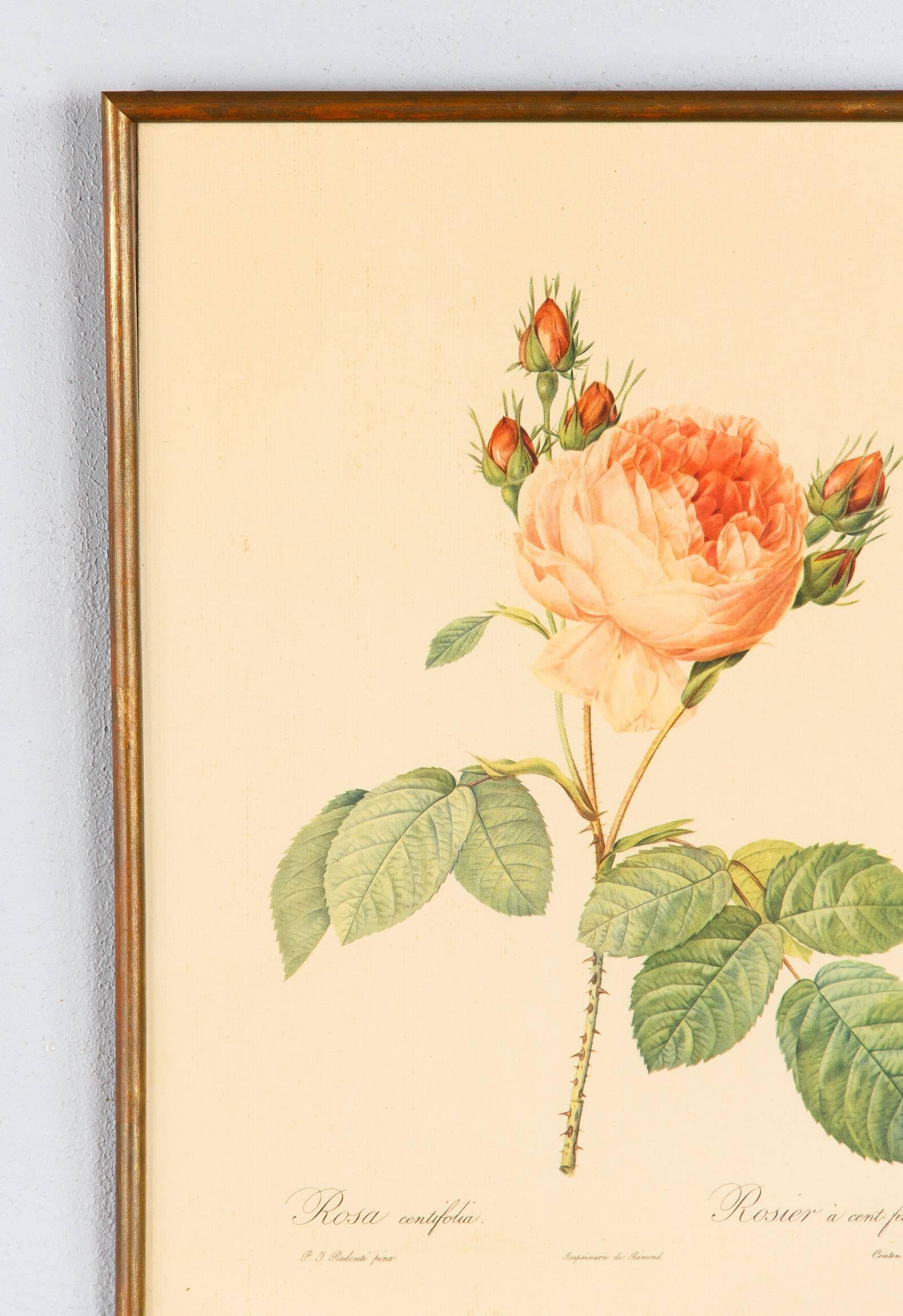 Pair of Frames with Botanical Prints from the Paintings of Redoute, Early 1900s 1