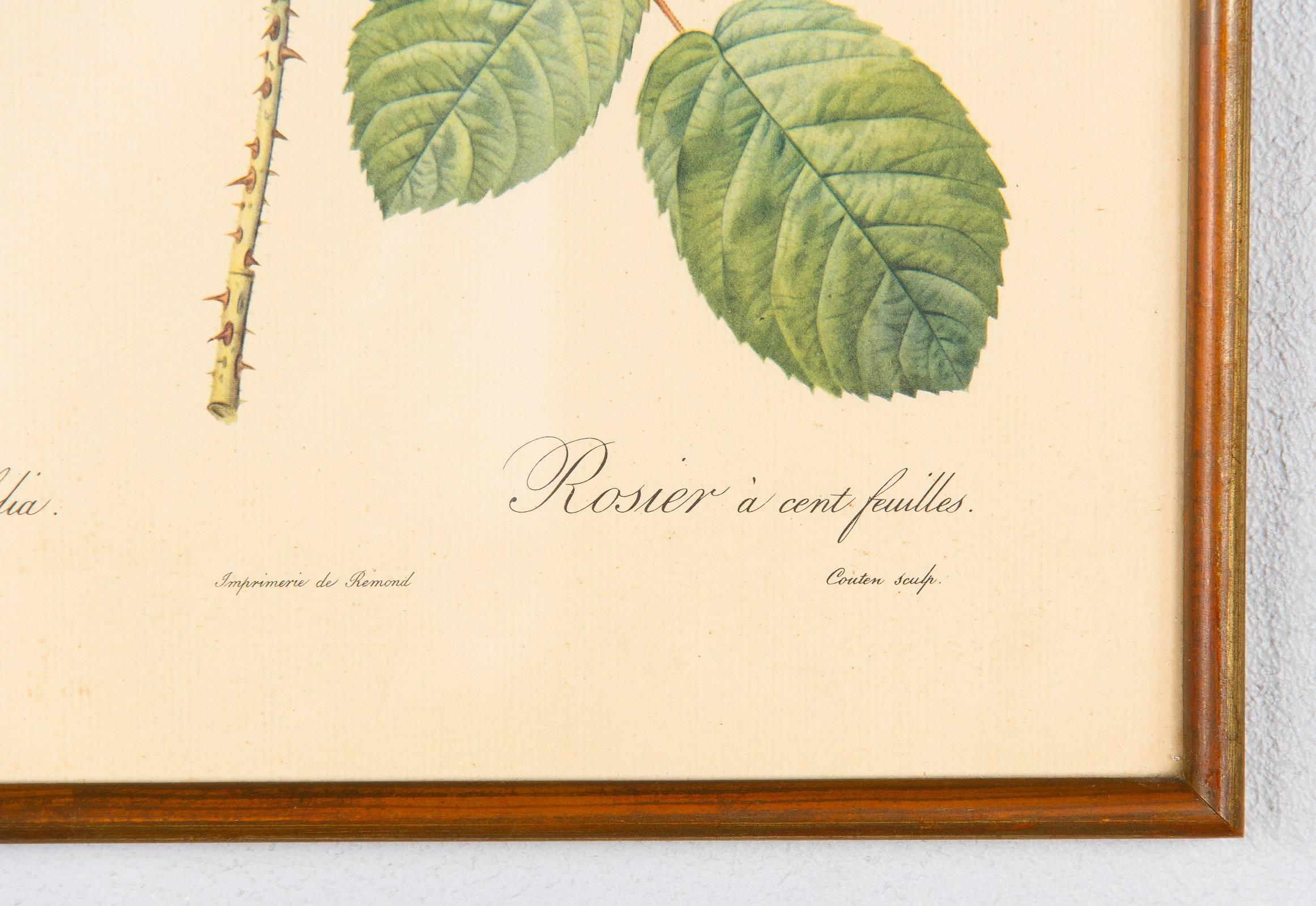 Pair of Frames with Botanical Prints from the Paintings of Redoute, Early 1900s 2