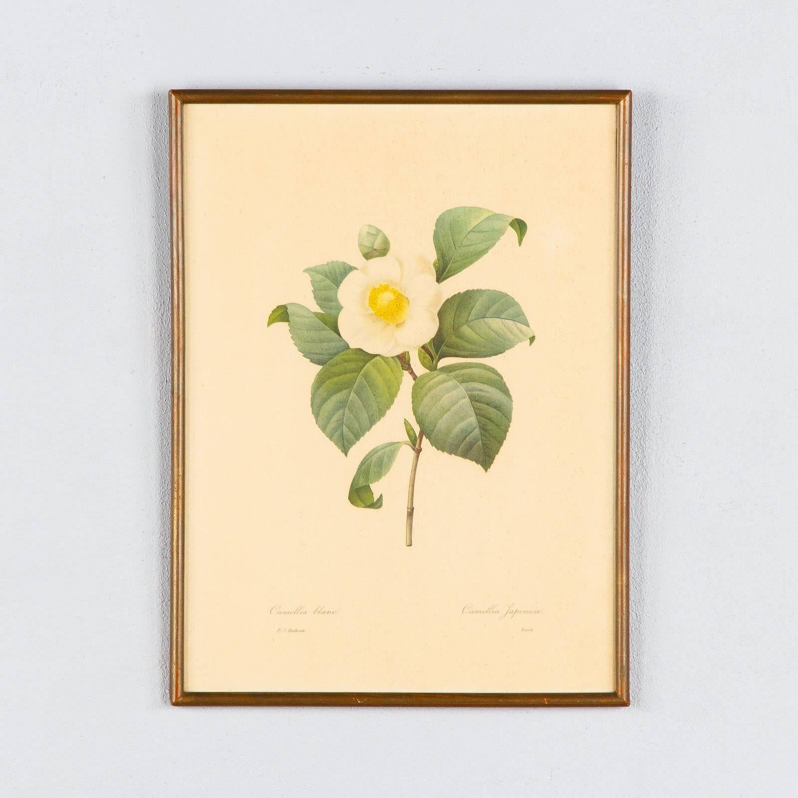 Pair of Frames with Botanical Prints from the Paintings of Redoute, Early 1900s 4