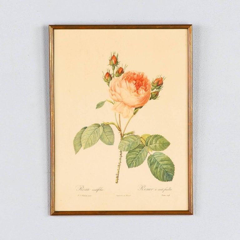 Pair of Frames with Botanical Prints from the Paintings of Redoute, Early 1900s 5