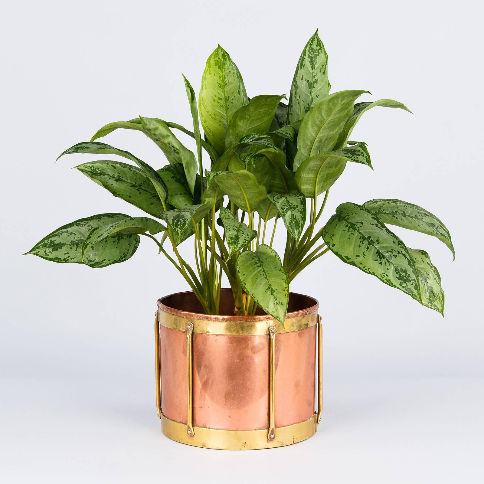 A 19th century grain measure made of copper with brass accents from the Bresse Region. Drum shaped copper body with a brass band at the top and one at the bottom, connected by six brass rods. Perfectly sized for a planter or waste bin.