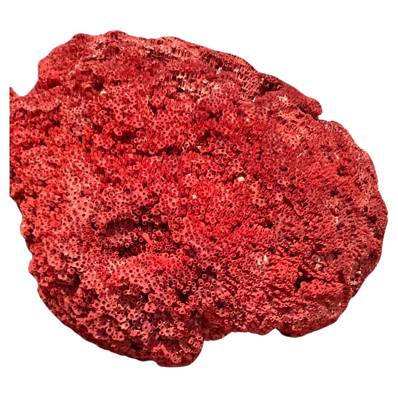 Natural Specimen Red Pipe Organ Coral For Sale