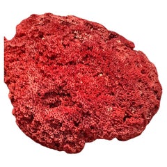 Natural Specimen Red Pipe Organ Coral