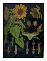 A Hand Colored Botanical Prints for Biology Class