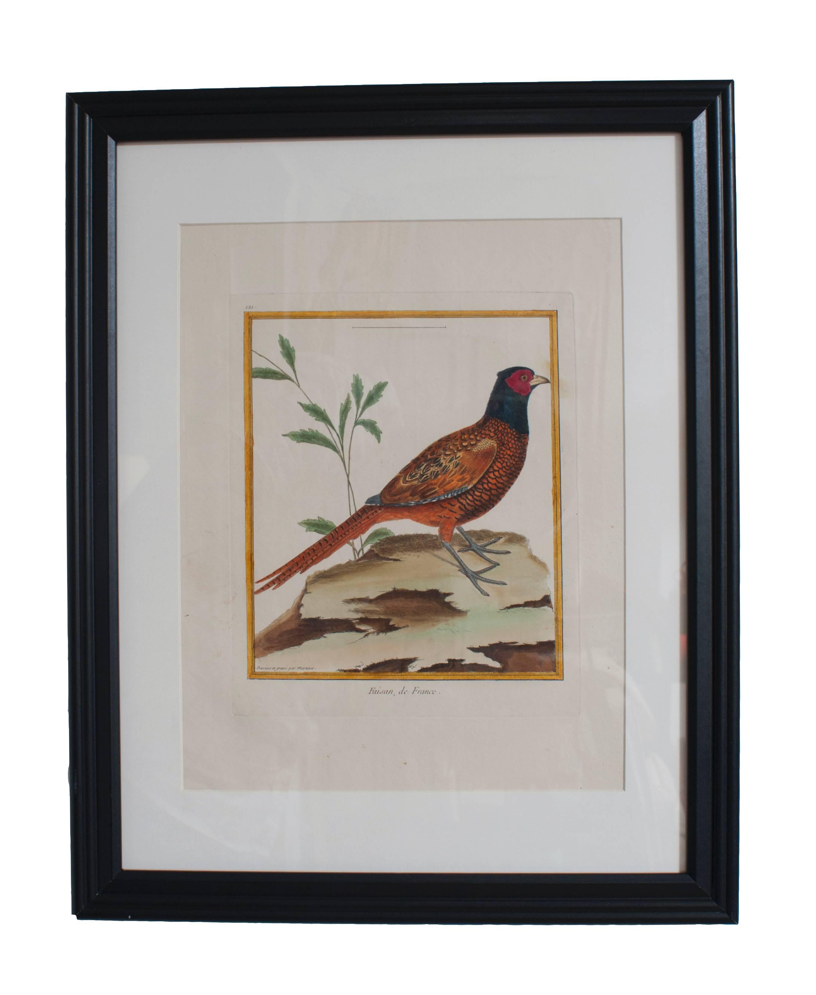 Ten hand colored engravings of birds in new frames and matting sold individually.  François Nicolas Martinet. 
Martinet engraved illustrations of birds 
for books by some of the most influential 
ornithologists in 18th-century France