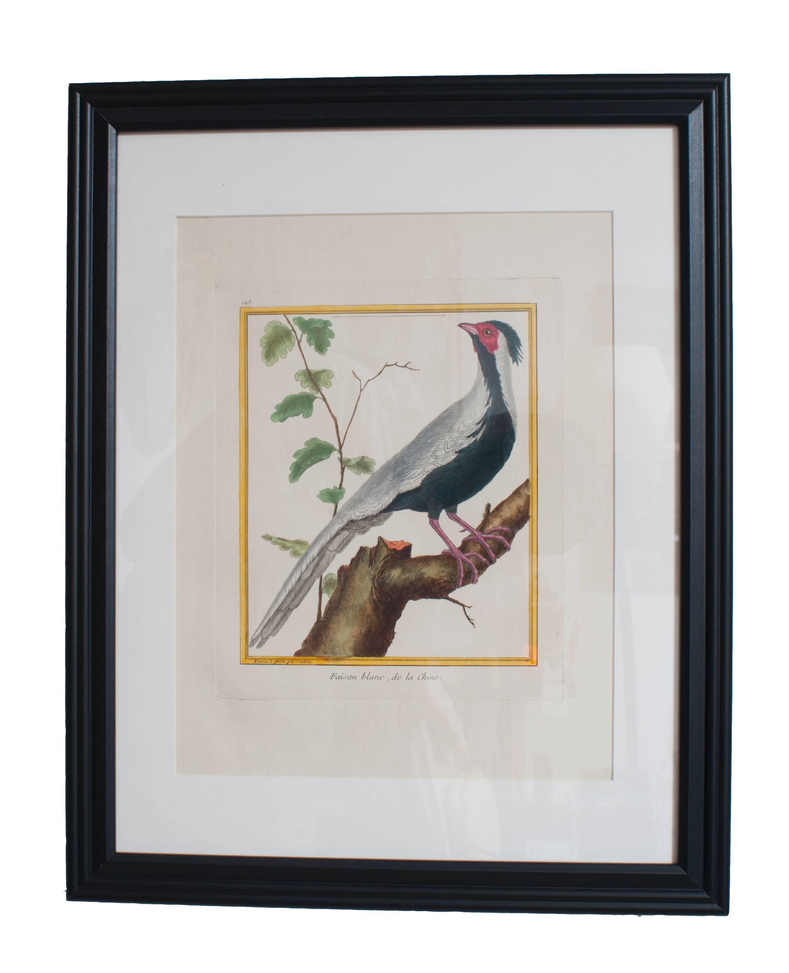 French Six Hand Colored Engravings of Birds in New Frames & Matting. By Martinet. For Sale