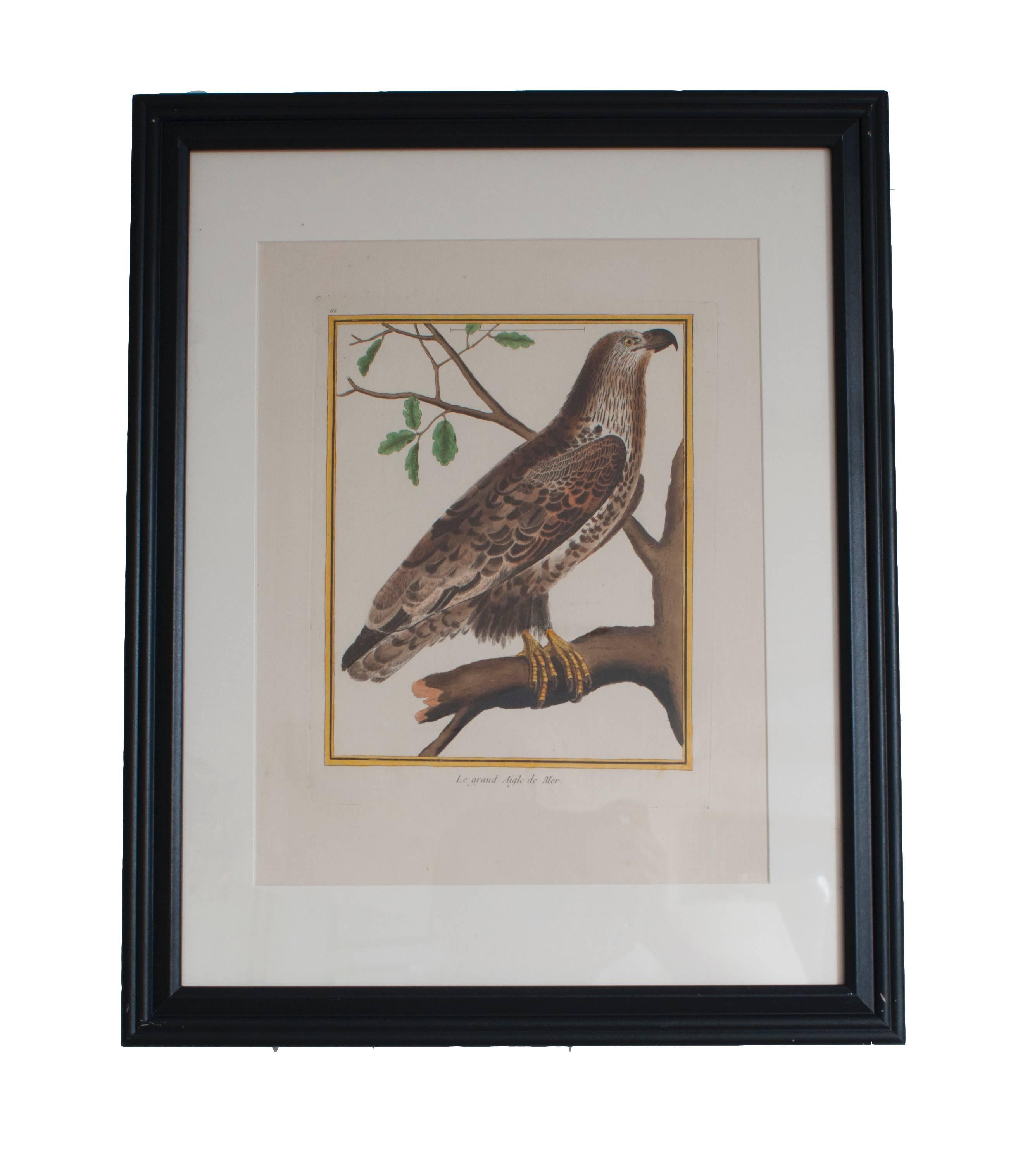 Hand-Painted Six Hand Colored Engravings of Birds in New Frames & Matting. By Martinet. For Sale