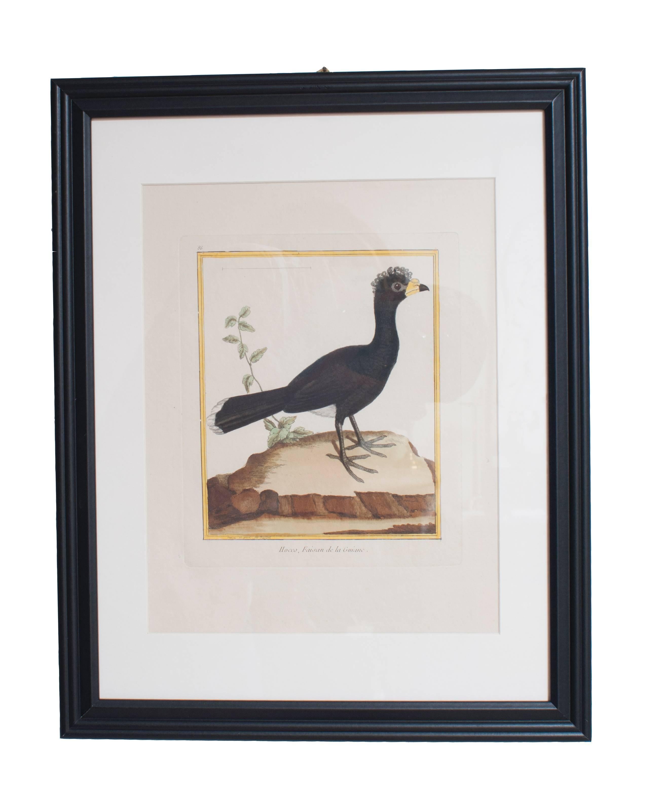 Six Hand Colored Engravings of Birds in New Frames & Matting. By Martinet. In Excellent Condition For Sale In Washington, DC