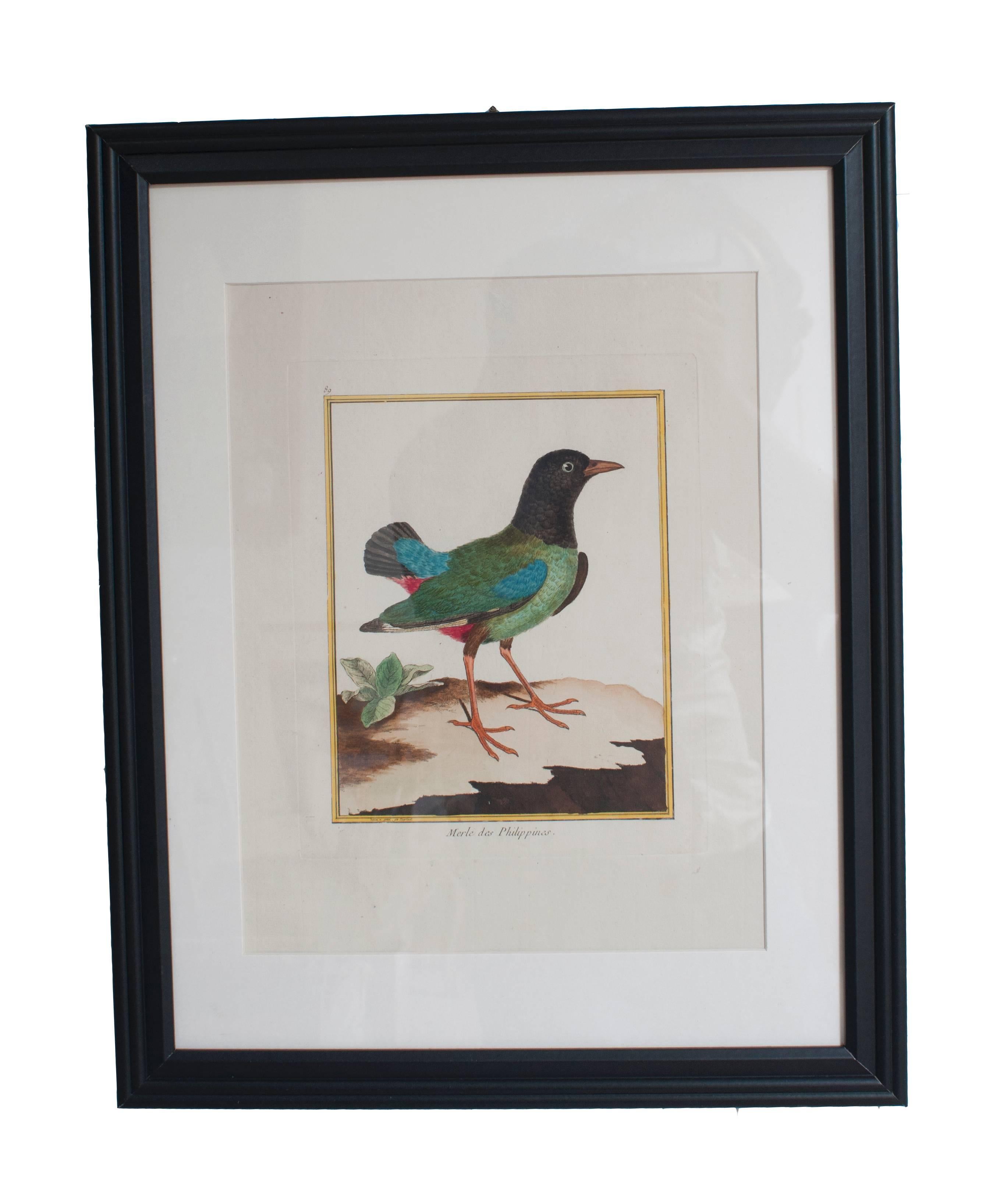 19th Century Six Hand Colored Engravings of Birds in New Frames & Matting. By Martinet. For Sale