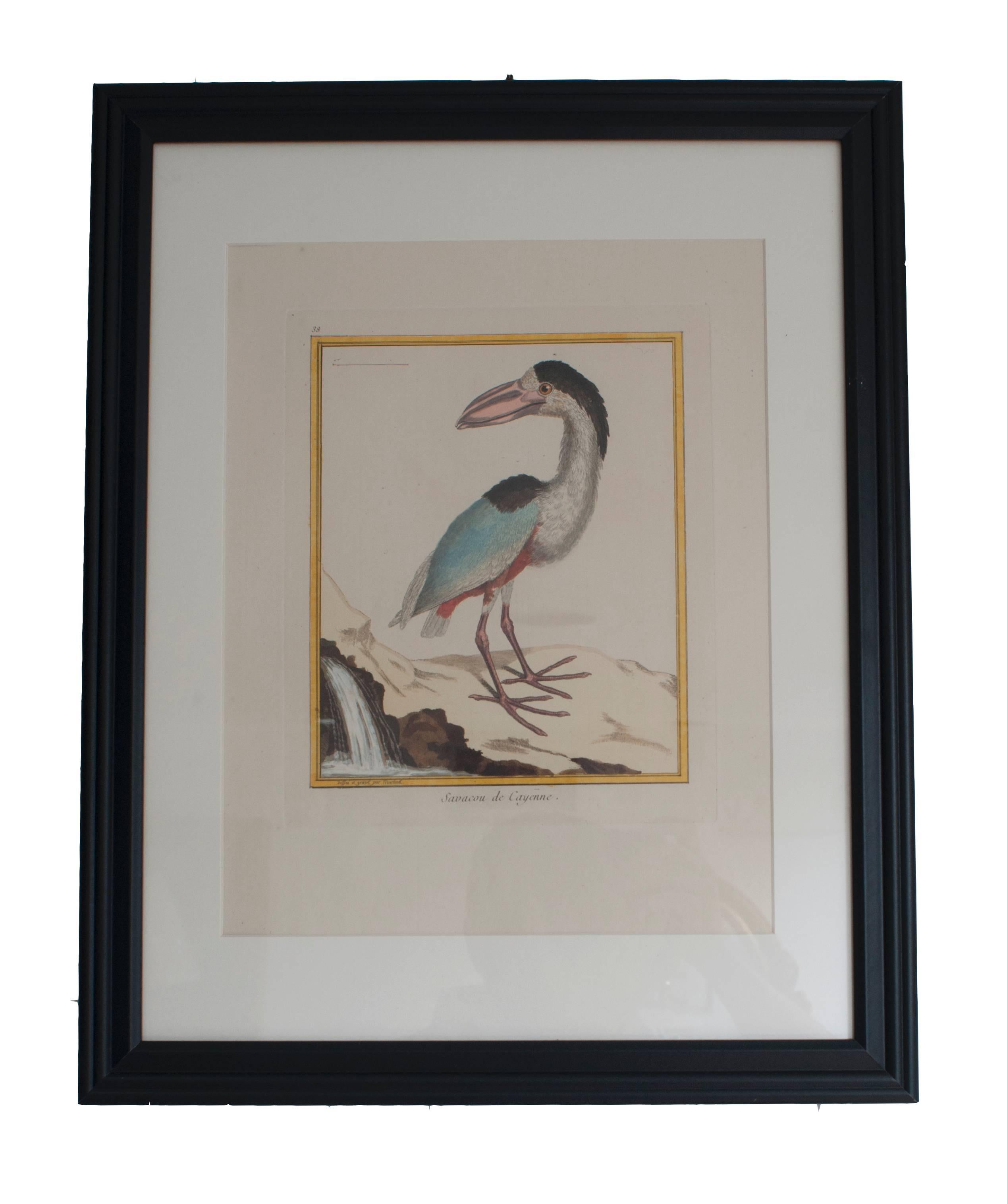 Glass Six Hand Colored Engravings of Birds in New Frames & Matting. By Martinet. For Sale