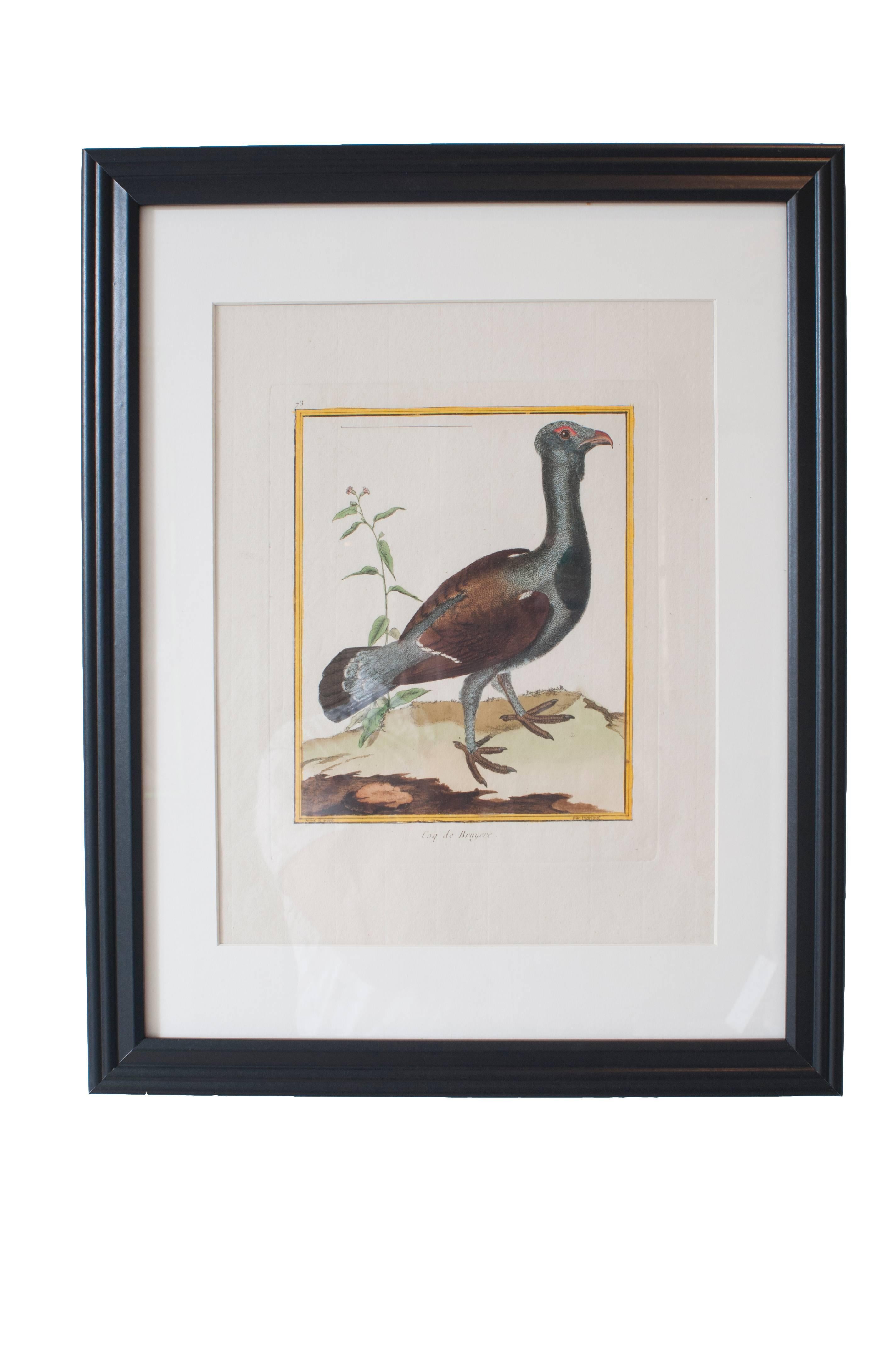 Six Hand Colored Engravings of Birds in New Frames & Matting. By Martinet. For Sale 1