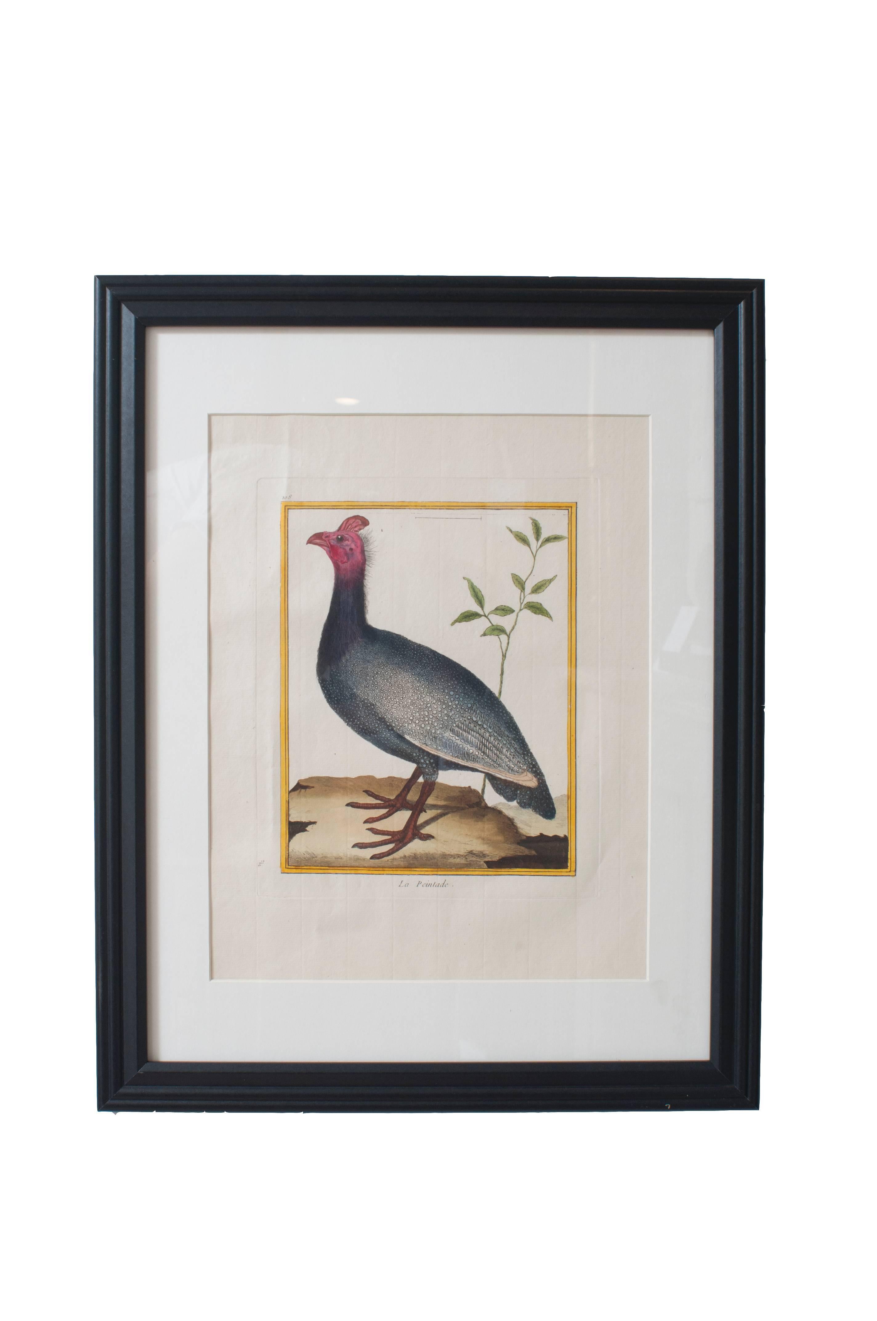 Six Hand Colored Engravings of Birds in New Frames & Matting. By Martinet. For Sale 2