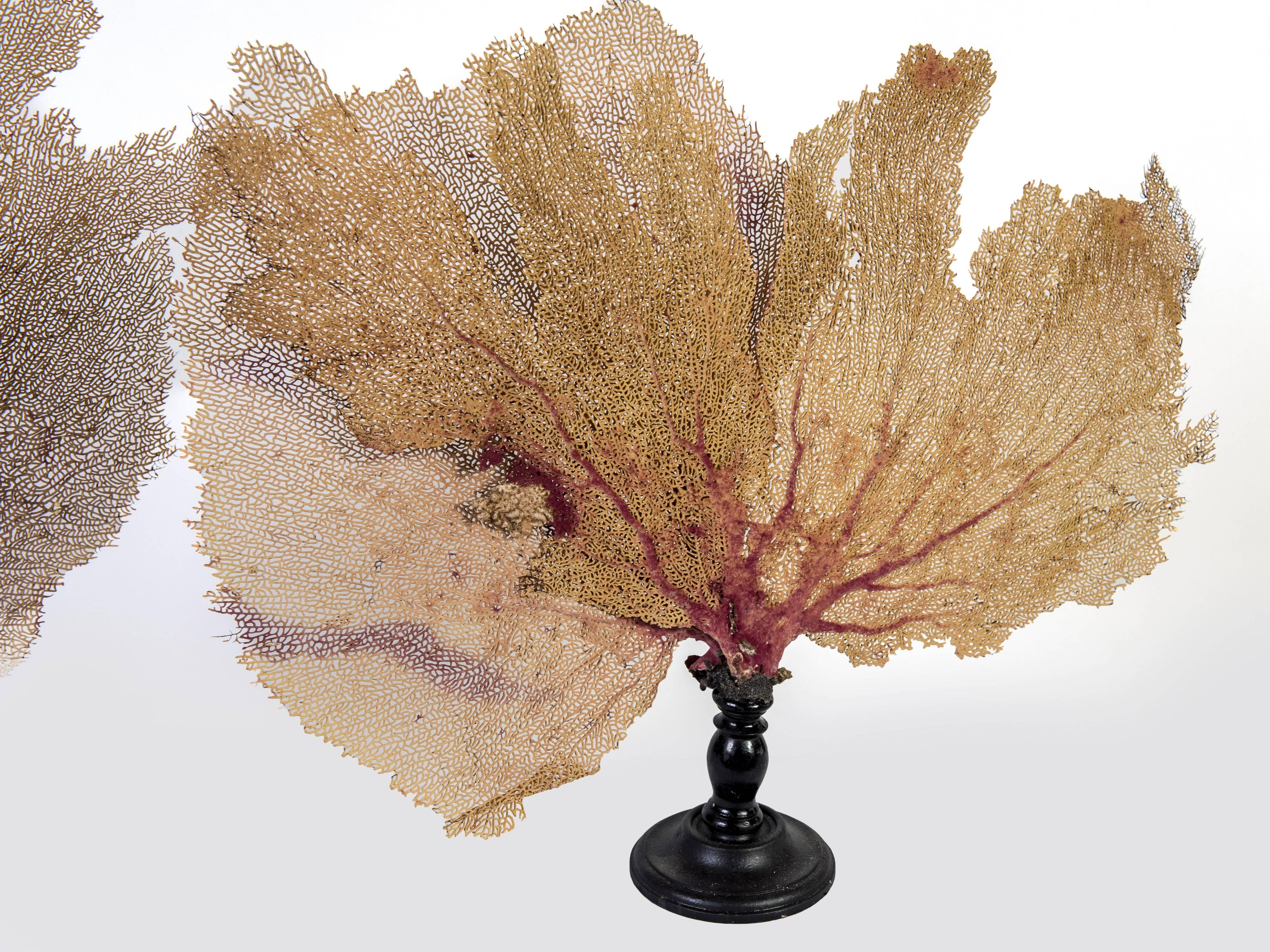 A pair of fan shaped coral on wooden stands.
