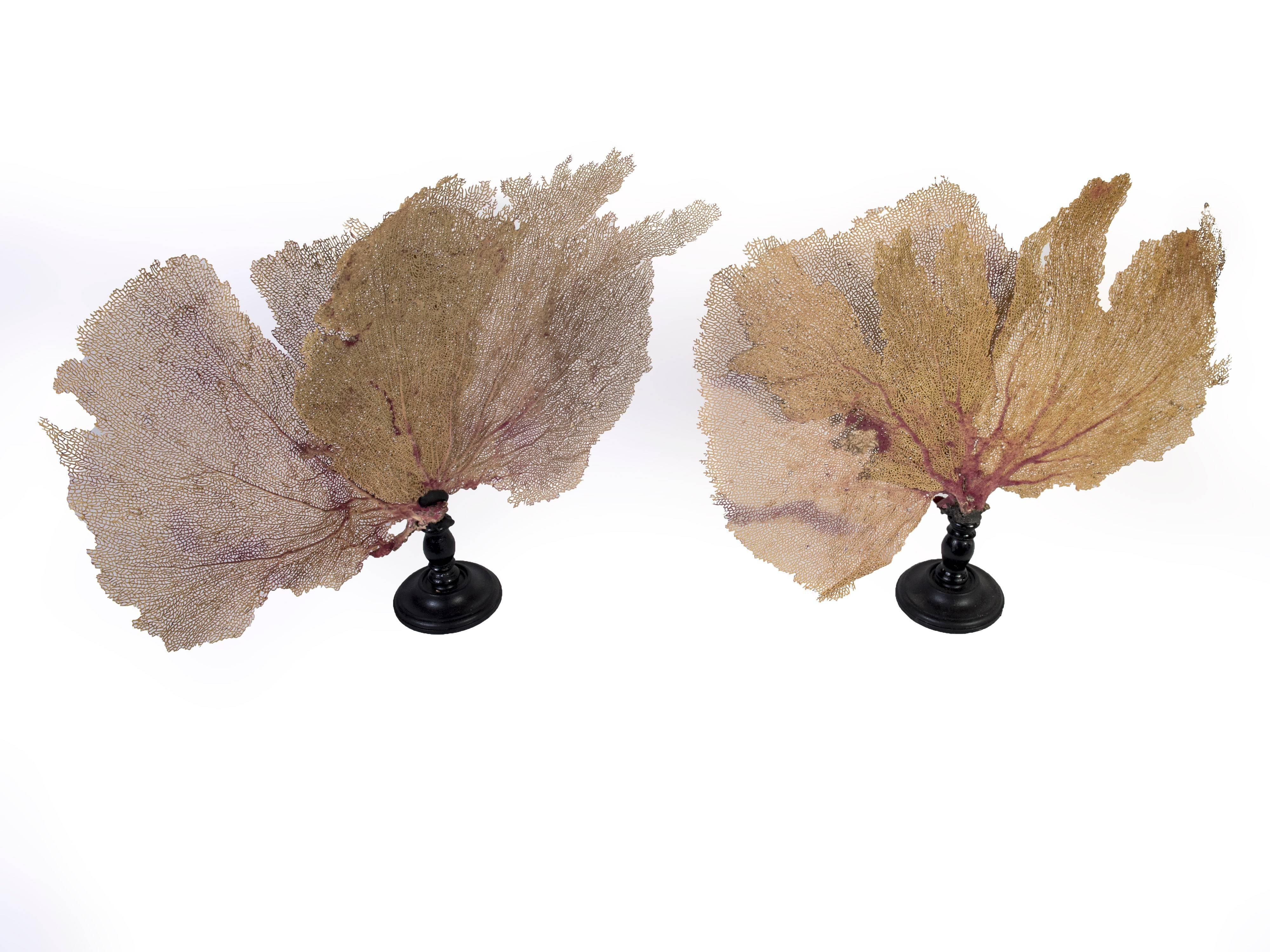 French Pair of Fan Shaped Coral on Wooden Stands