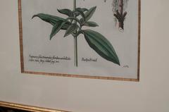 Pair of Hand-Colored Botanical Engravings of Lilies