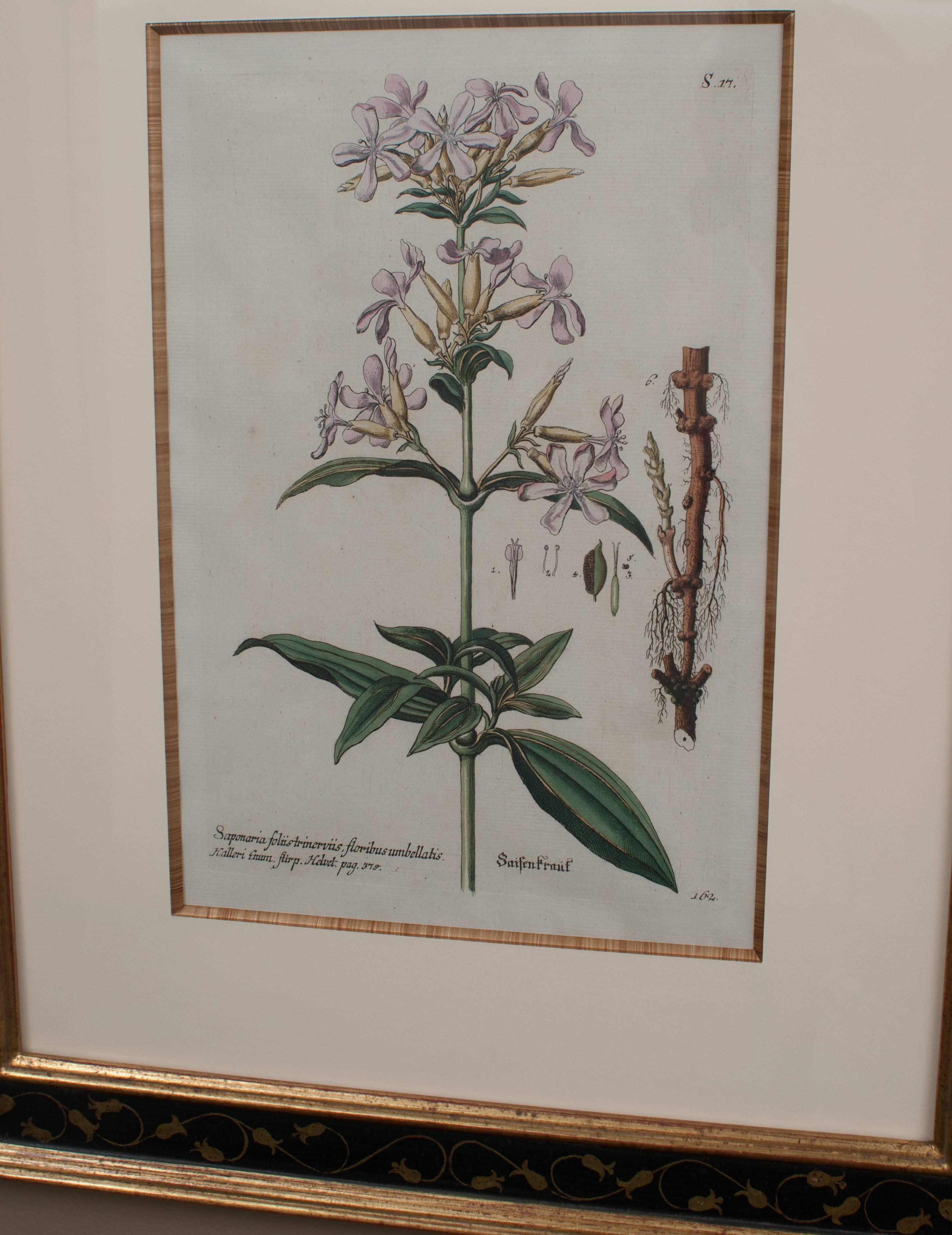 German Pair of Hand-Colored Botanical Engravings of Lilies For Sale