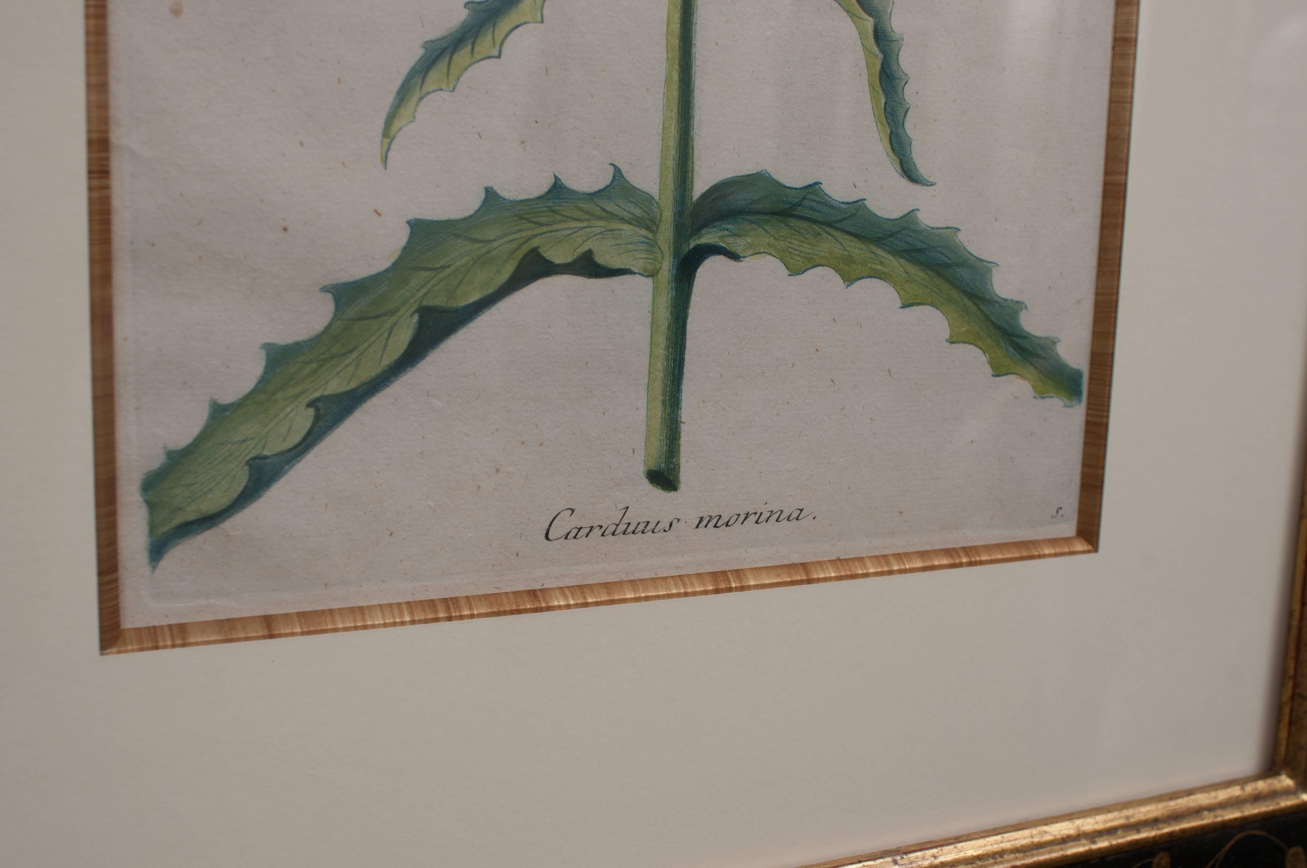 Pair of Hand-Colored Botanical Engravings of Lilies In Excellent Condition For Sale In Alexandria, VA