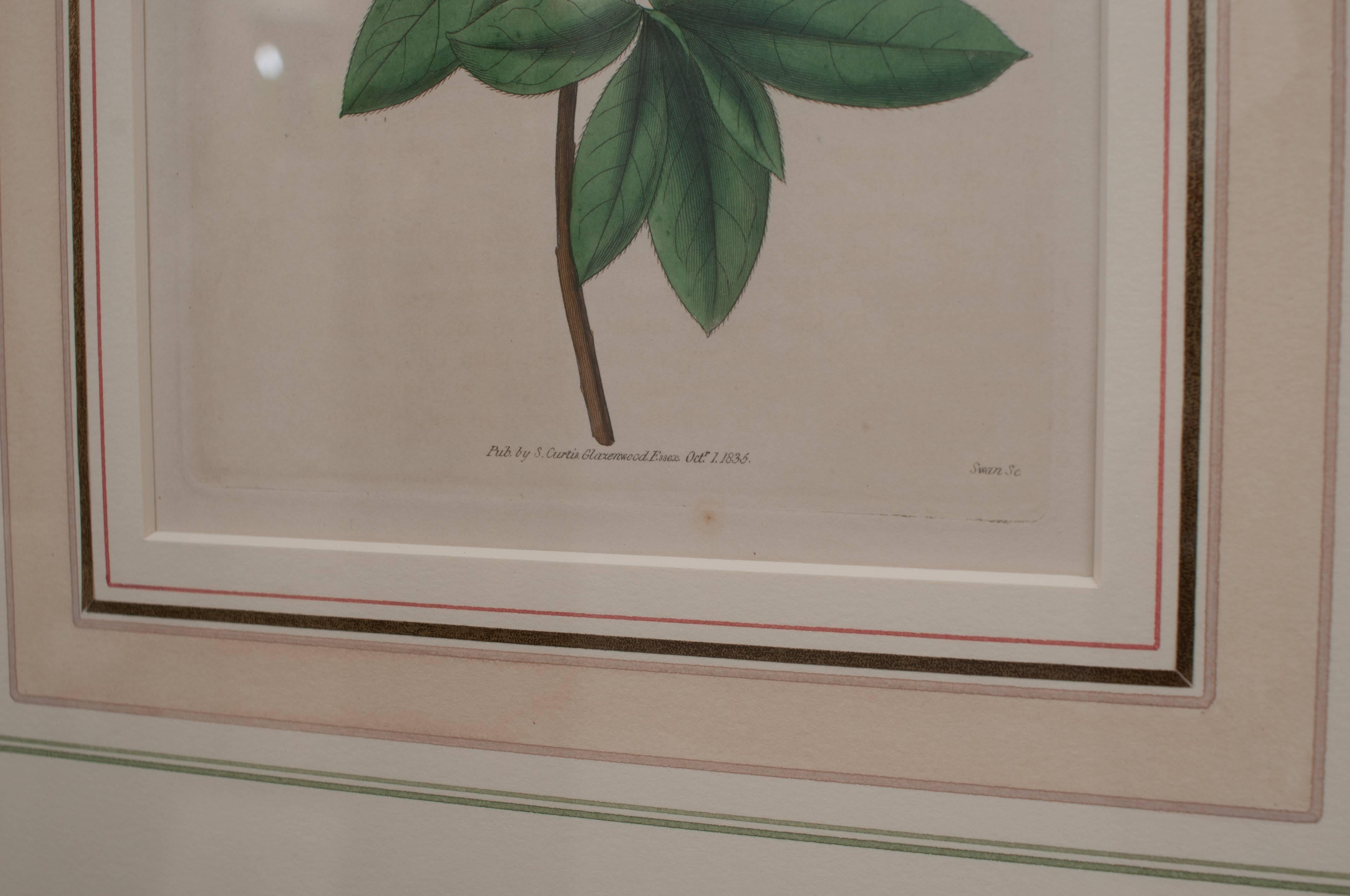 Probably England -- plate #285 - Tulip; plate #3439 - lily; (dated 1835). Beautifully framed and matted in Philadelphia by Ursula Hobson, very fine gold framing with foliate painted decoration.