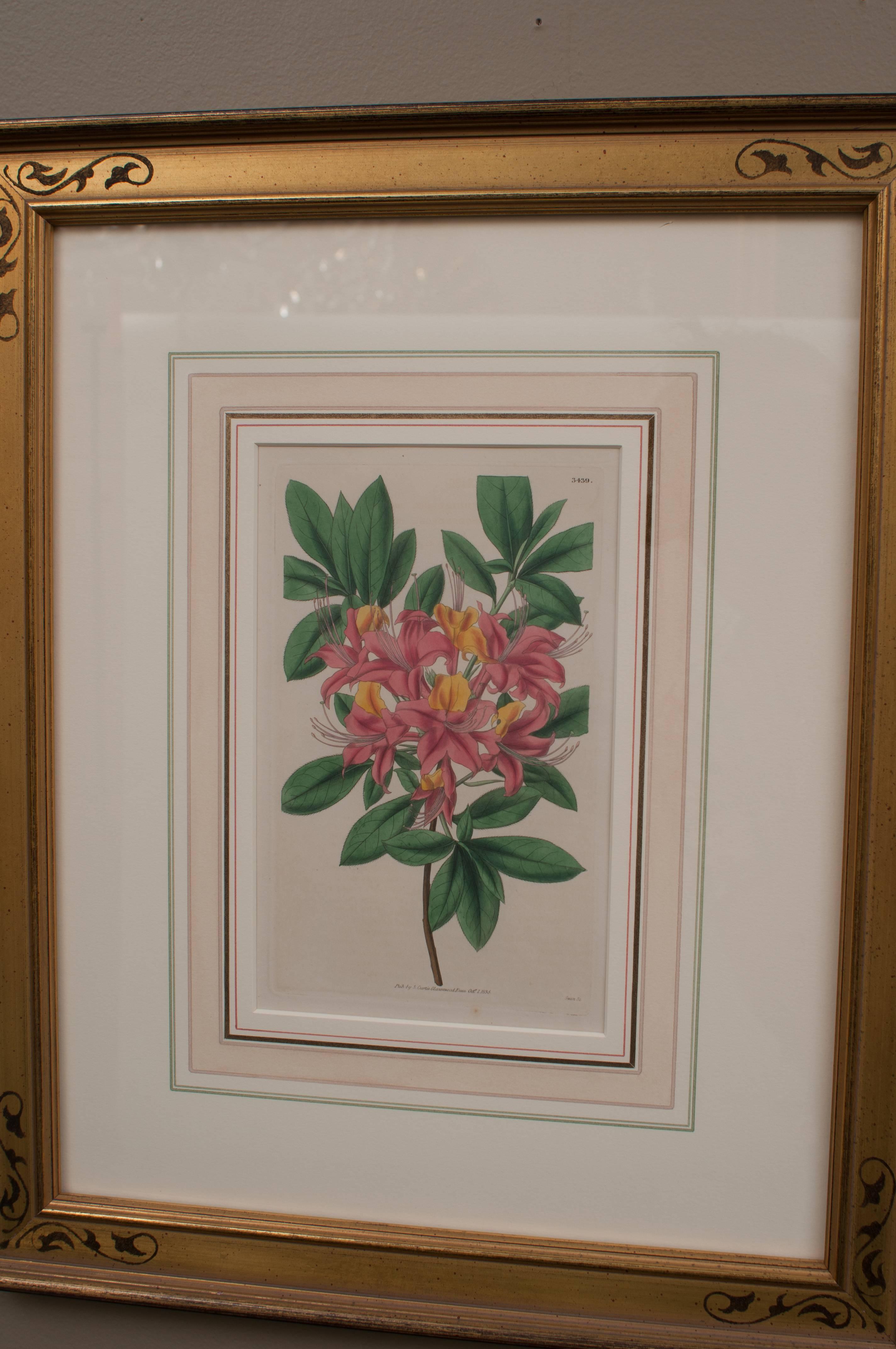 English Pair of Hand-Colored Floral Engravings For Sale