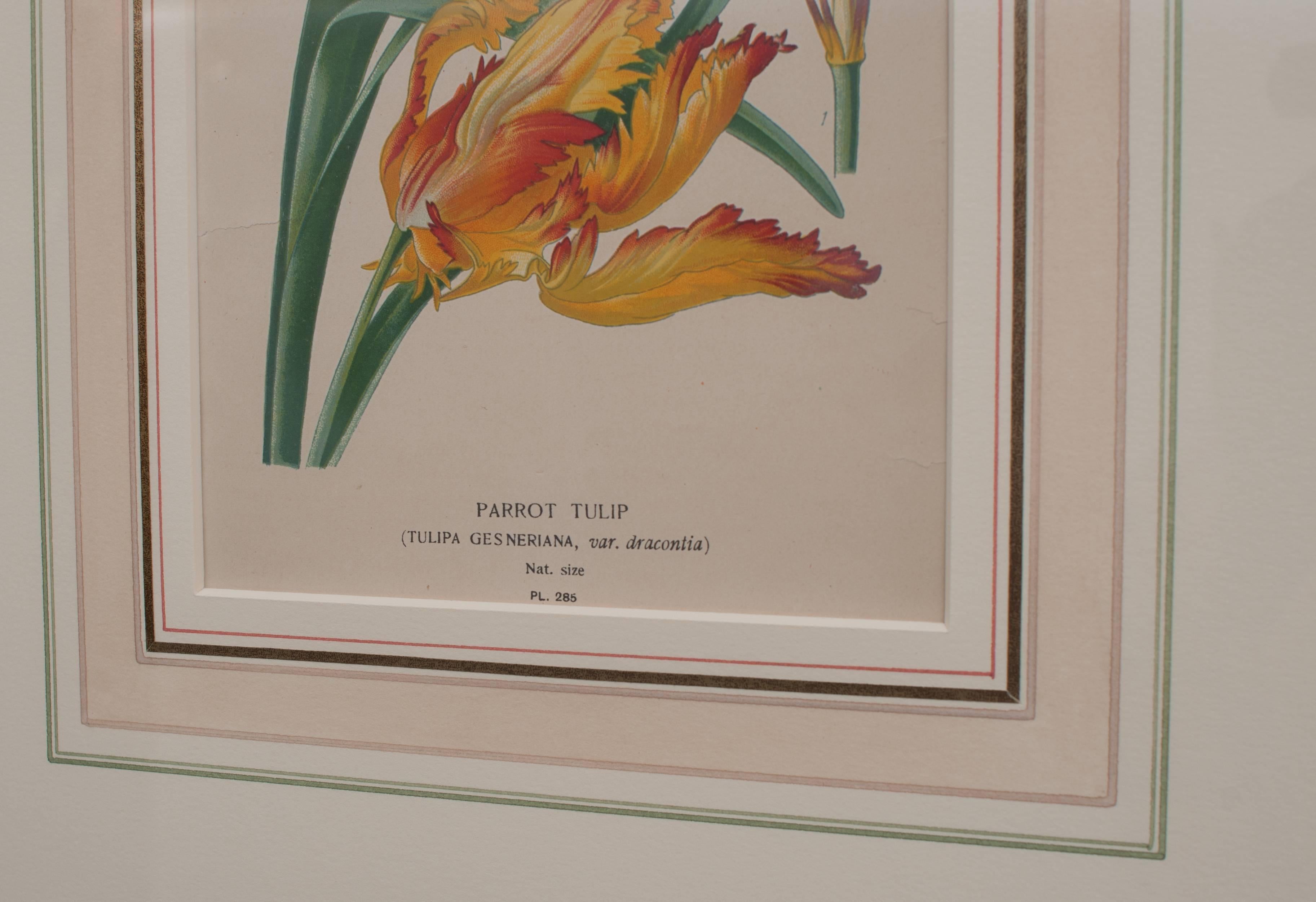 Pair of Hand-Colored Floral Engravings In Excellent Condition For Sale In Alexandria, VA