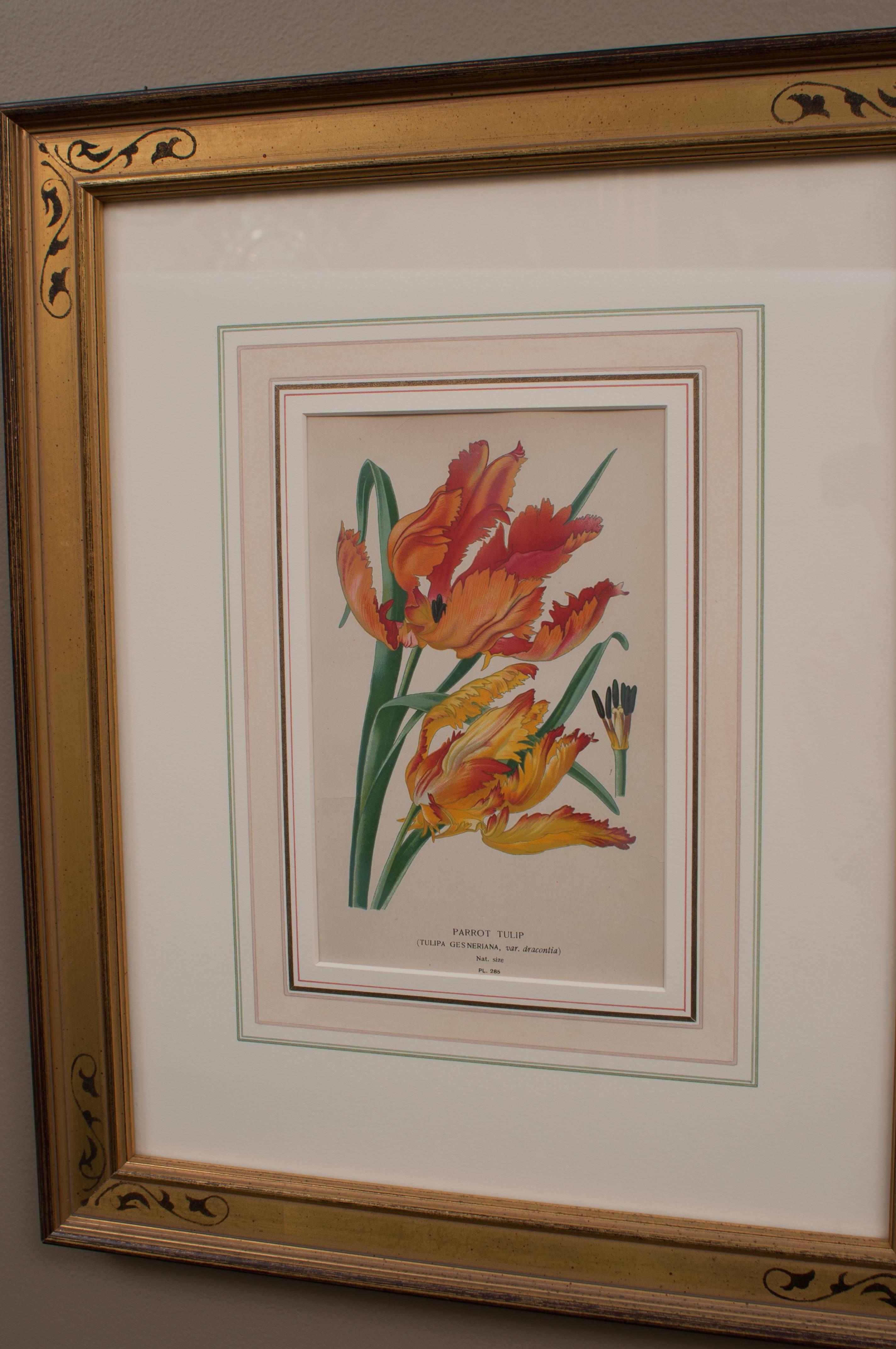 19th Century Pair of Hand-Colored Floral Engravings For Sale