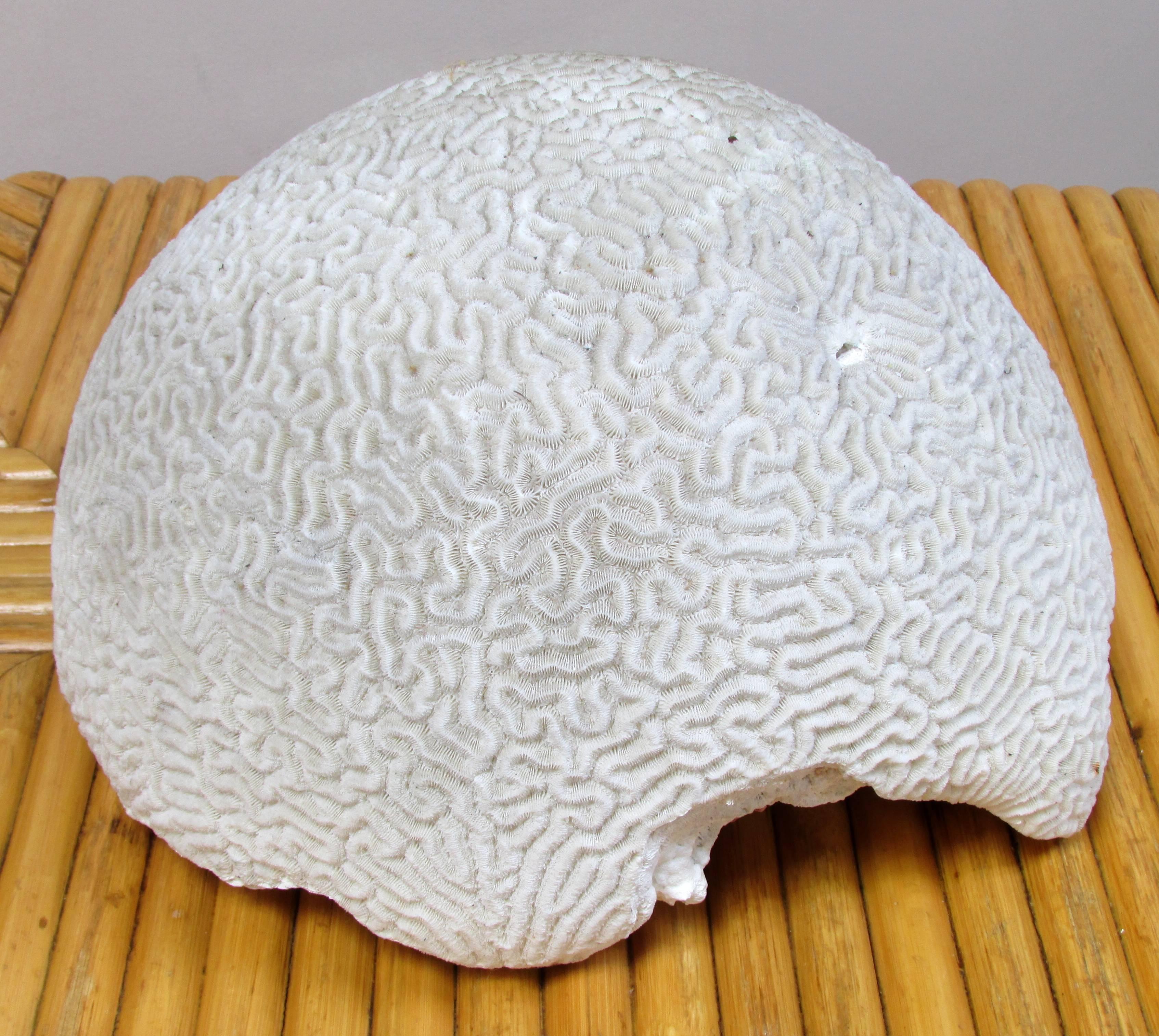 Large piece of brain coral specimen