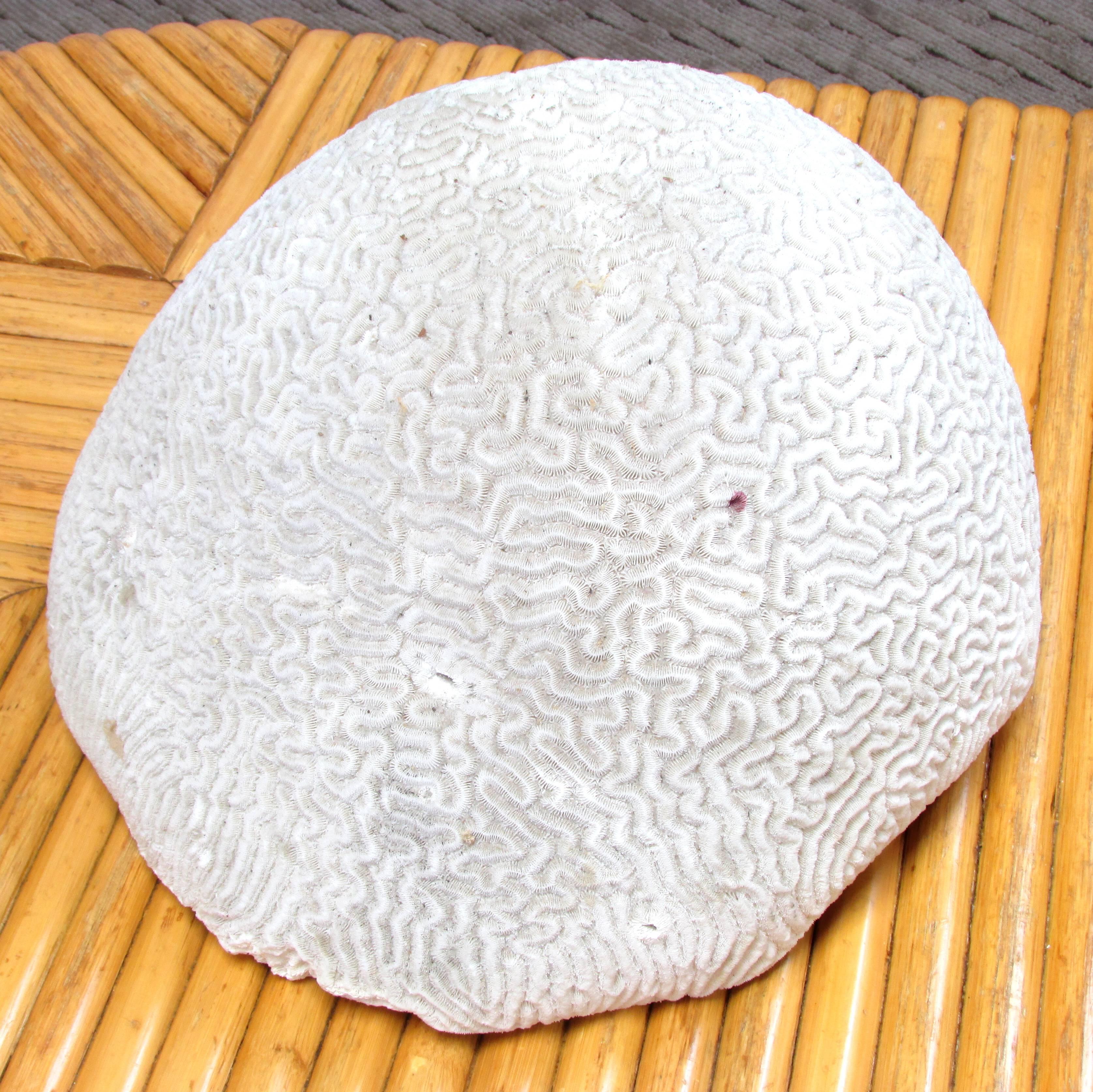 Early 20th Century Large Brain Coral