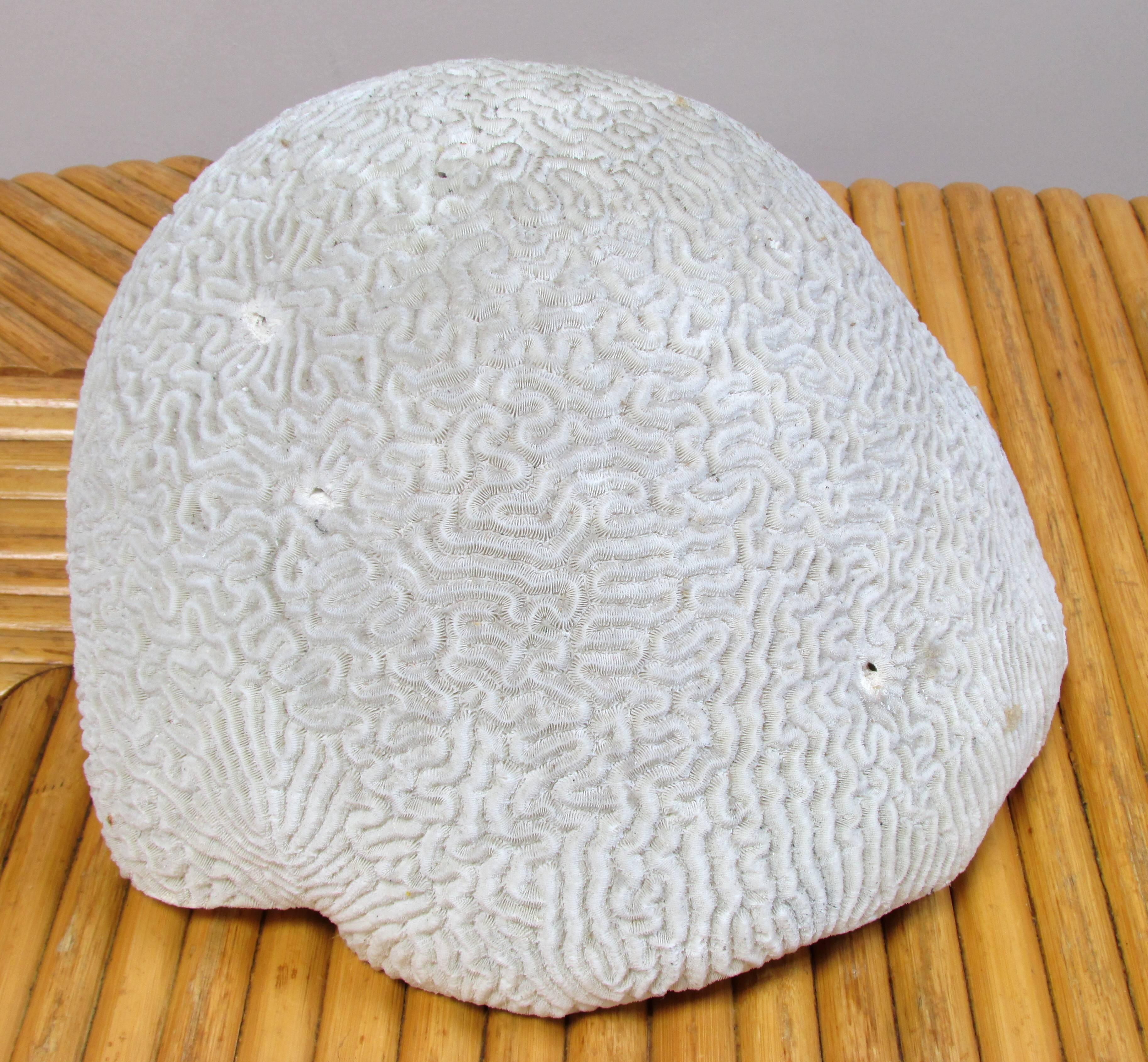 brain coral for sale