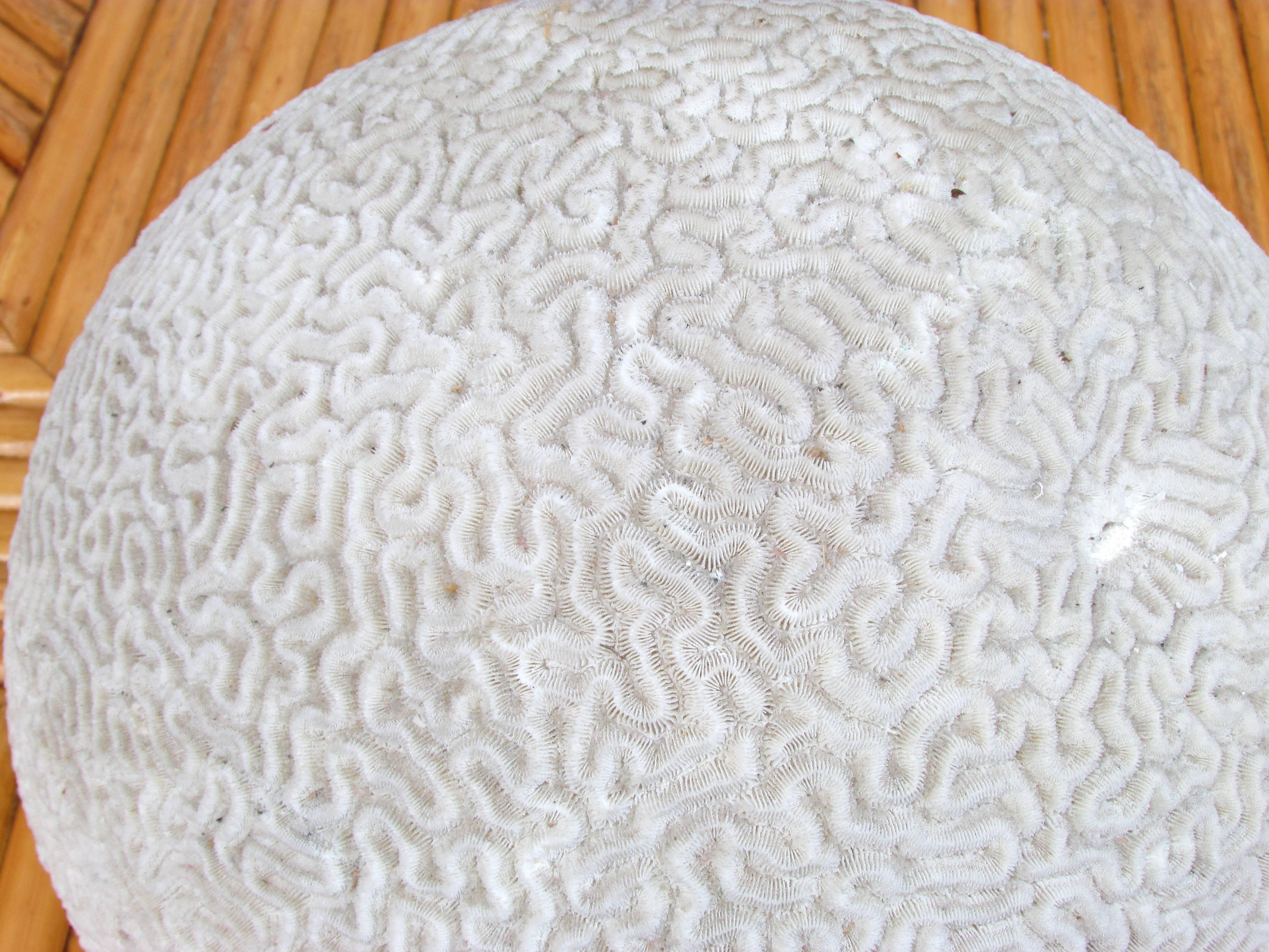 Large Brain Coral 2