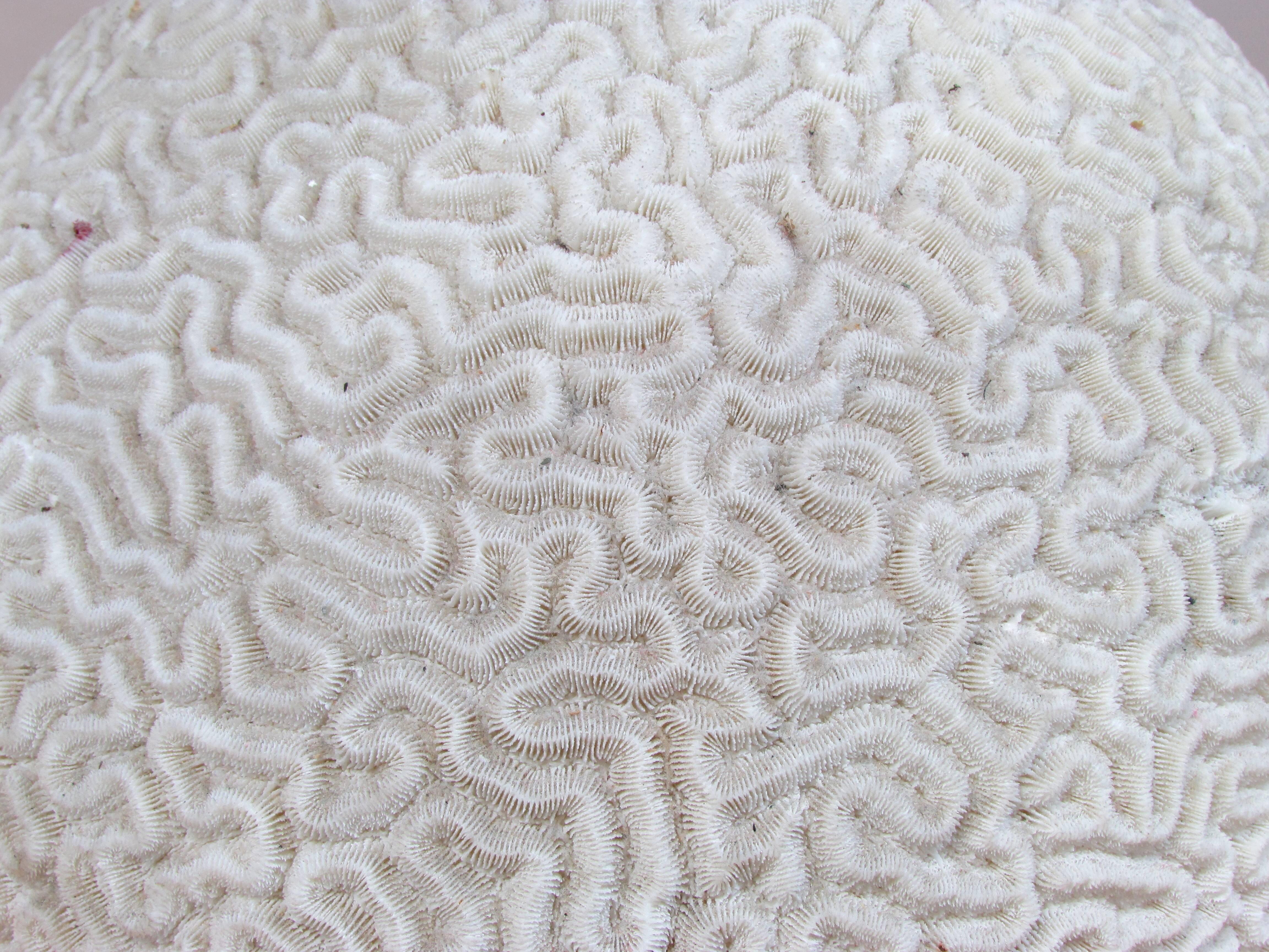 Large Brain Coral 3