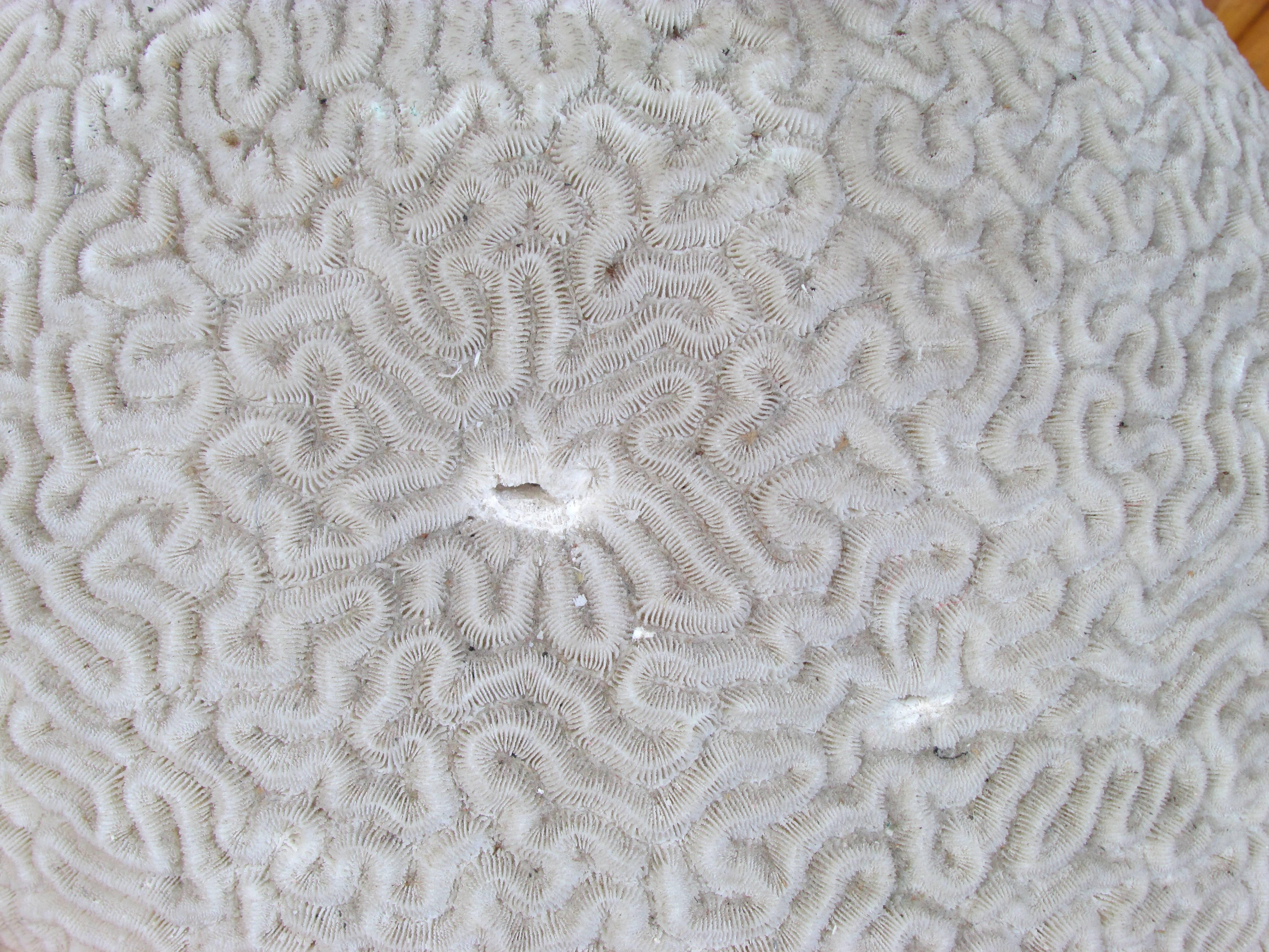 Large Brain Coral 4