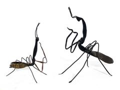 Groupe d'insectes japonais en fer et en laiton de la fin du XIXe siècle