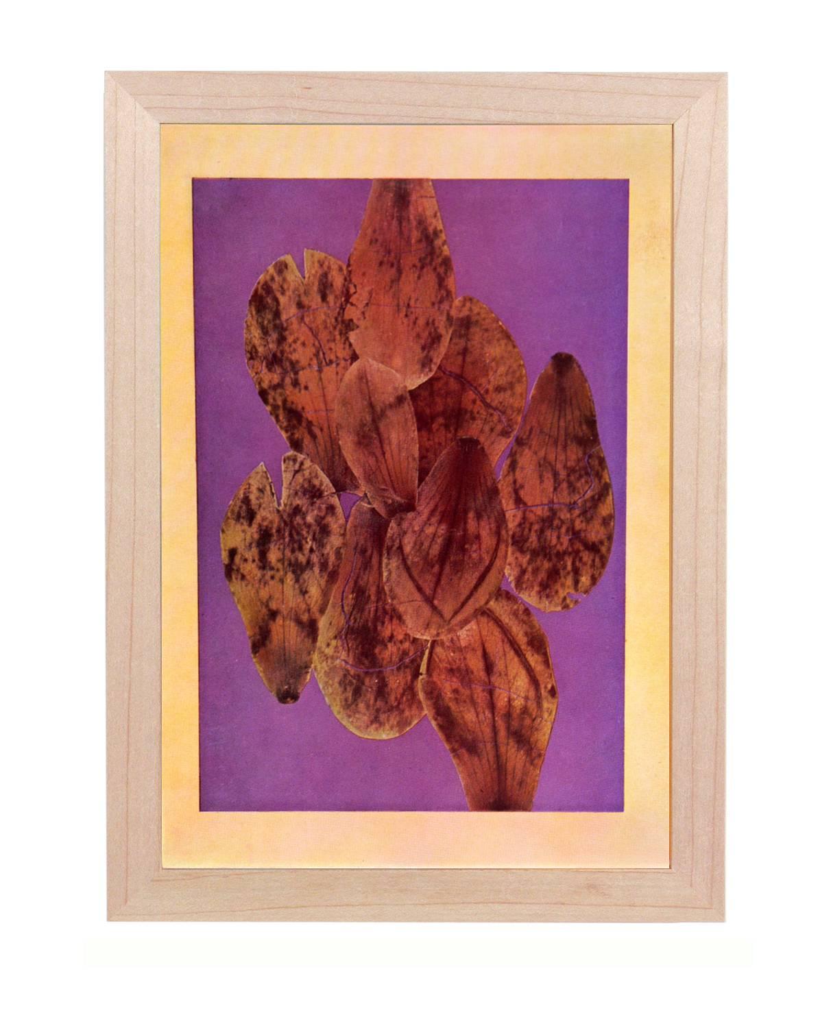 Abstract leaves color lithographs, by Joseph Albers from the 