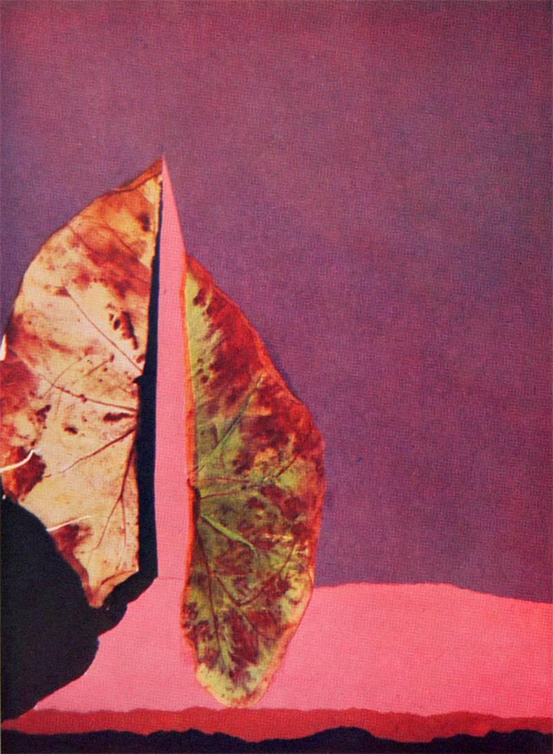 josef albers leaf studies